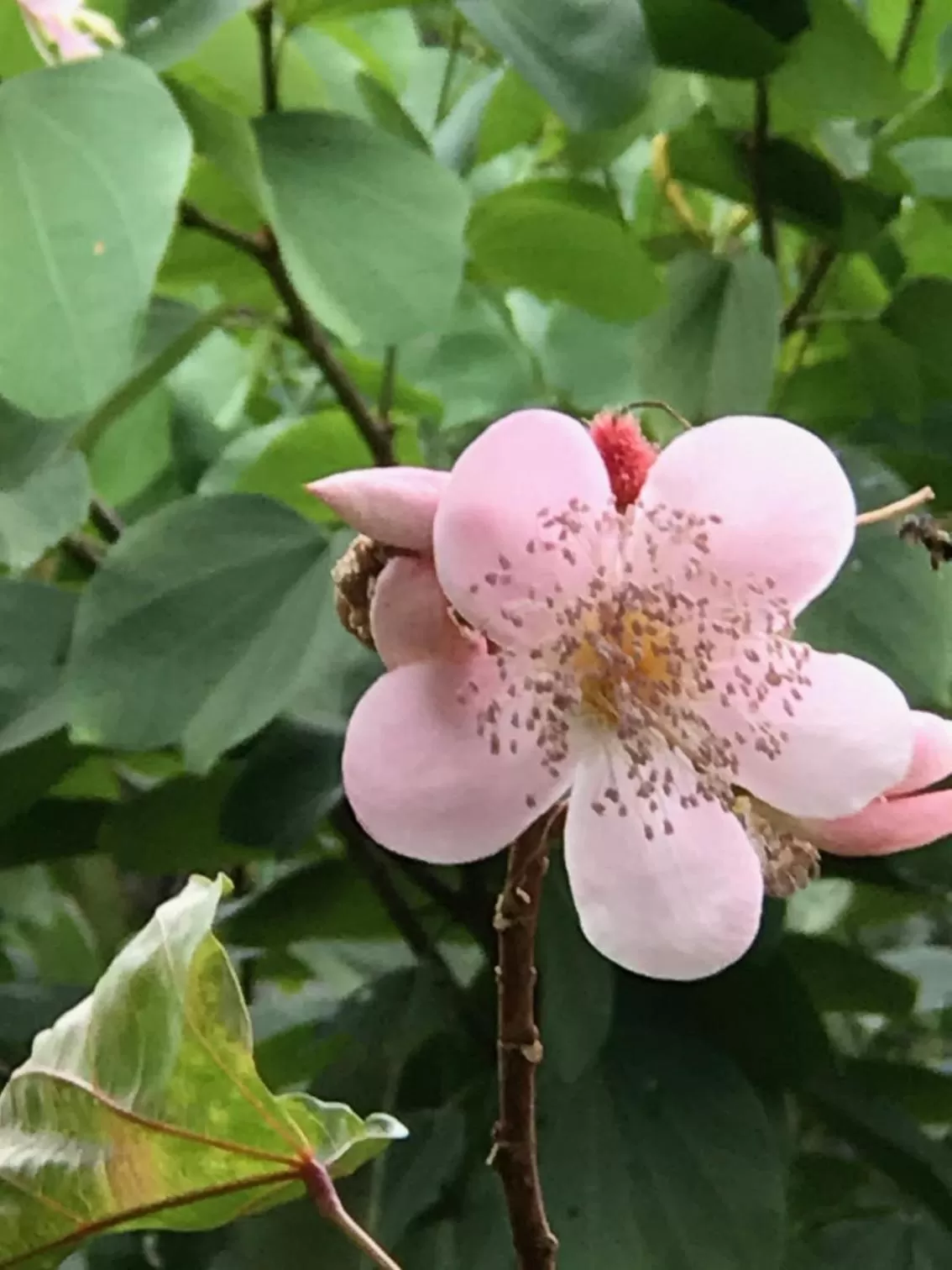 Animals in Achiotte by Masaya Collection