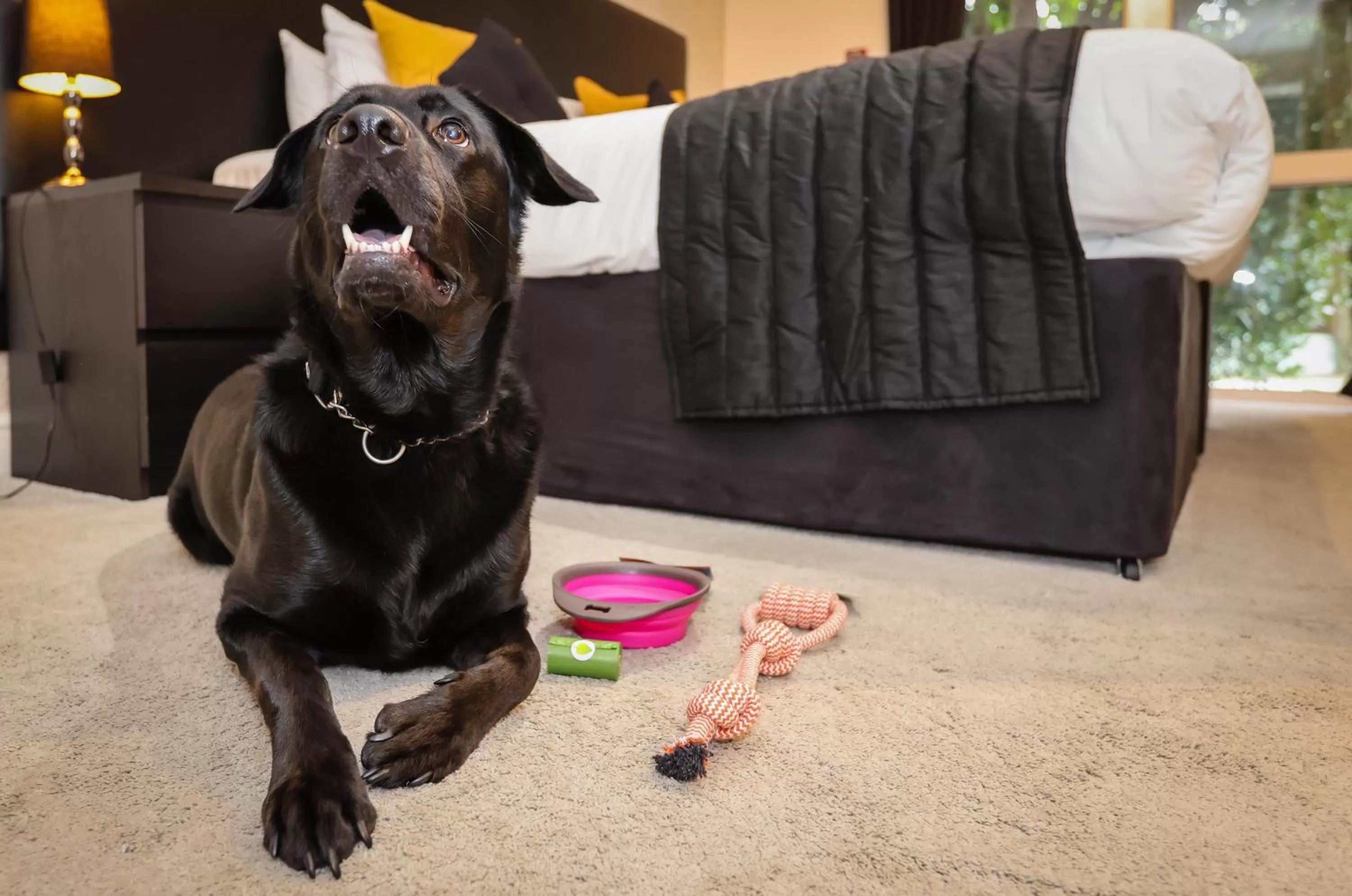 Pets in The Ashleigh - Dog Friendly