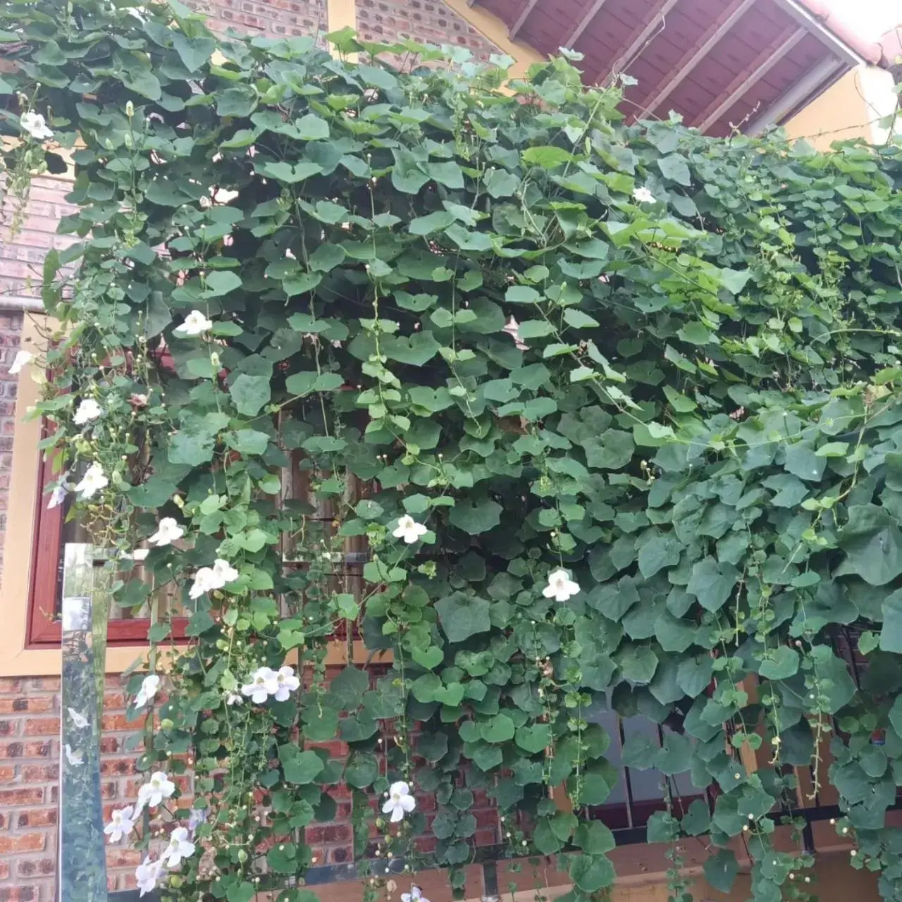 King Room with Two King Beds in Green Space Homestay King Room with Two King Beds in Green Space Homestay