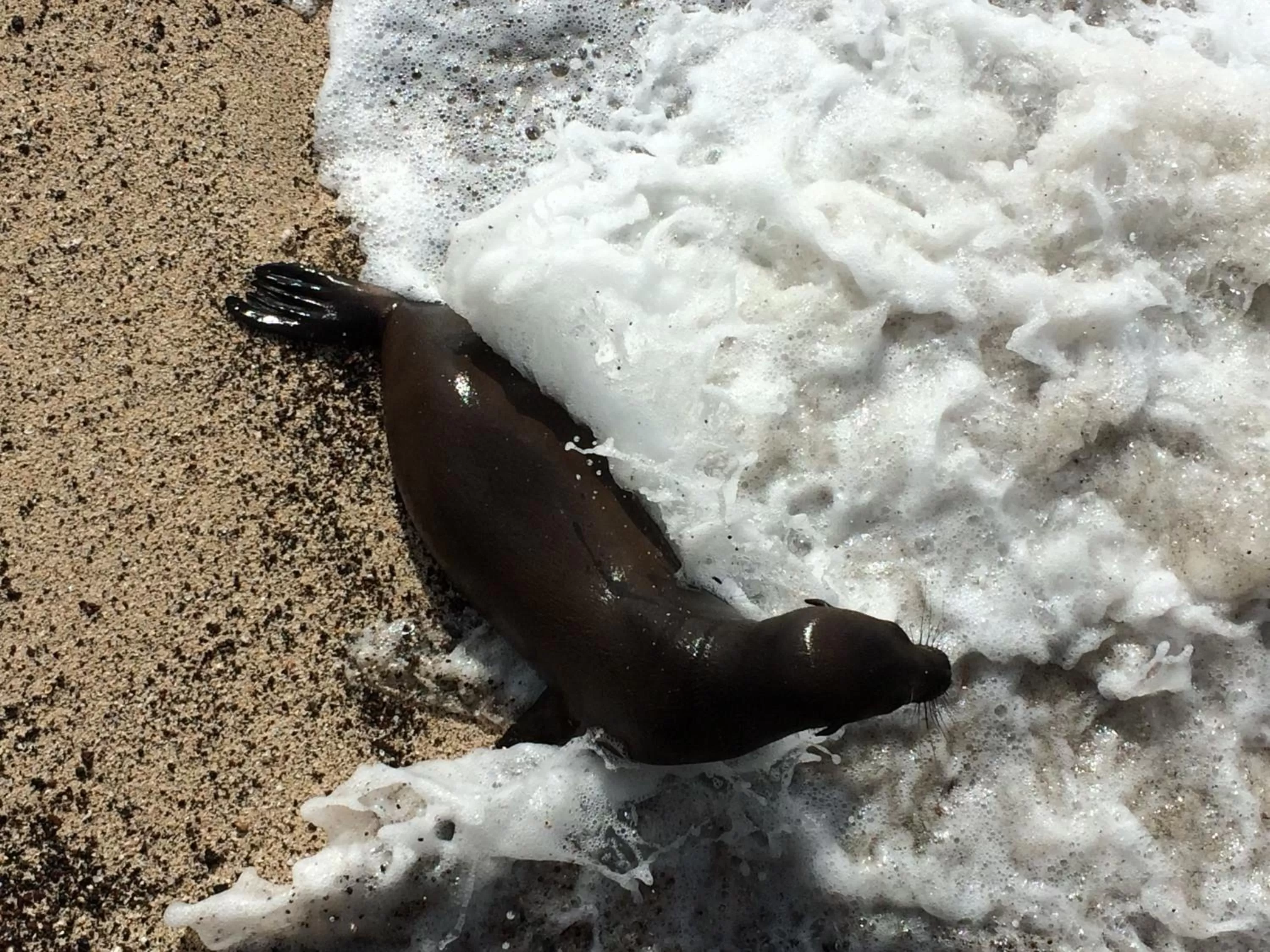 Other Animals in Hostal Cabañas Don Jorge