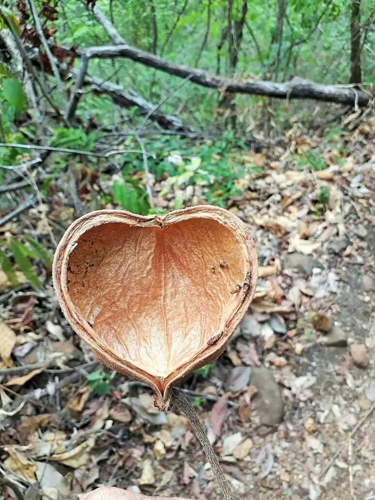 Pousada Aquarela Pirenopolis