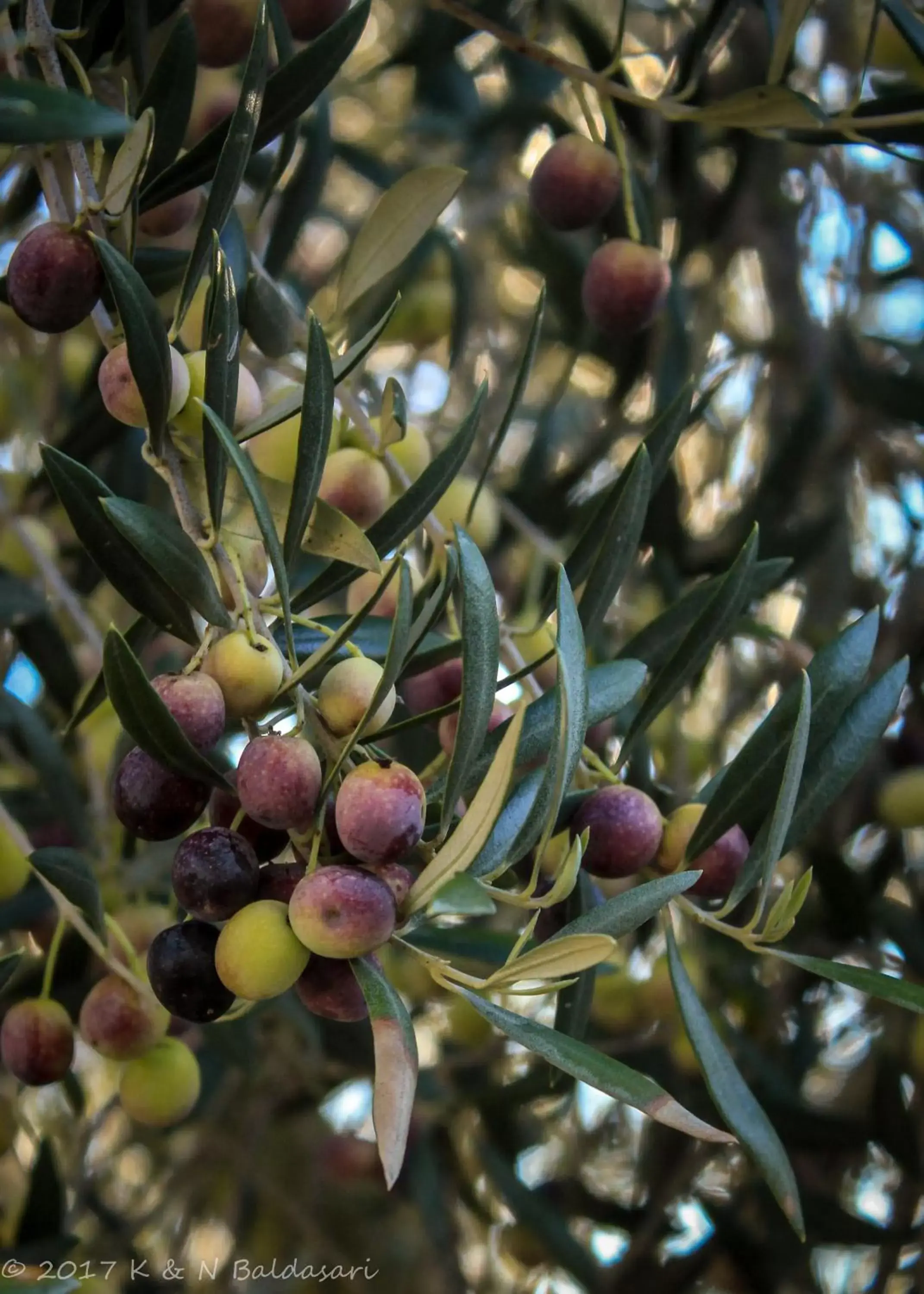 Natural landscape in The Eden House Vineyard