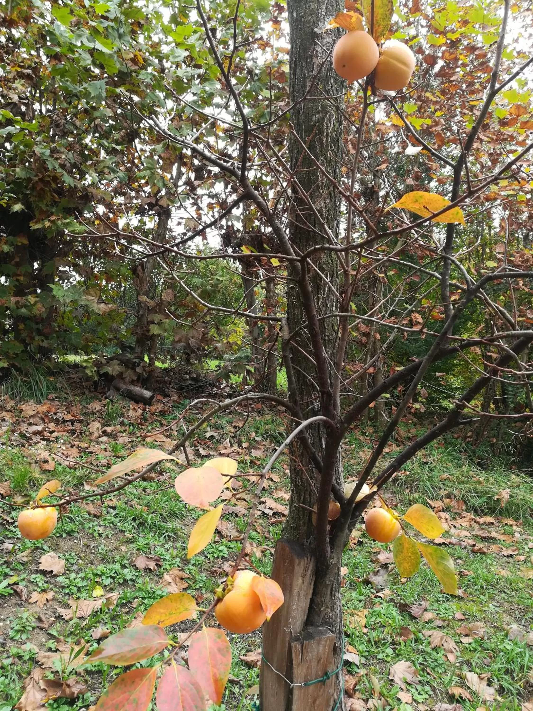 Garden view in Il giuggiolo