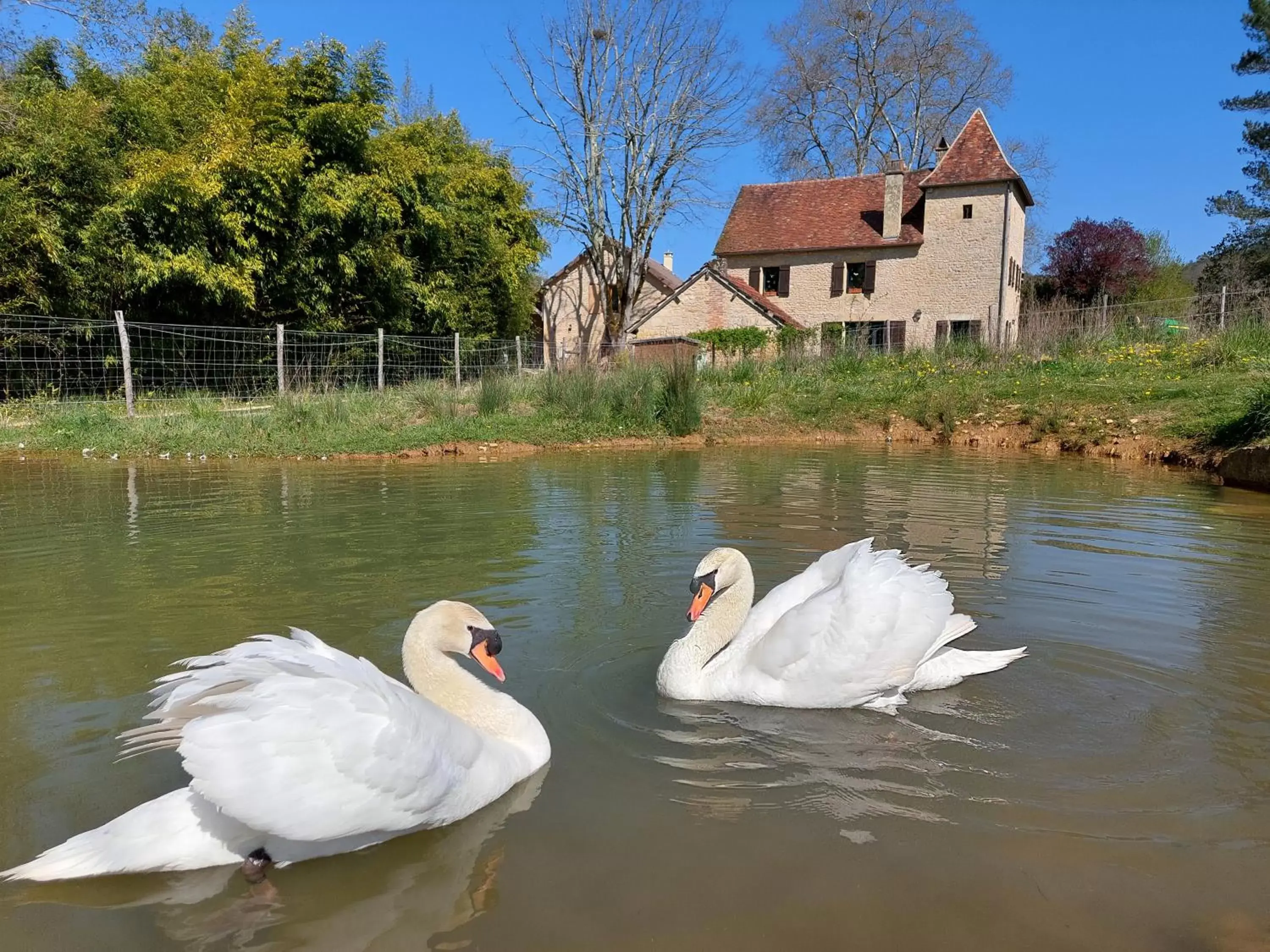 Pets, Other Animals in Ferme 4 étoiles avec piscine chauffée