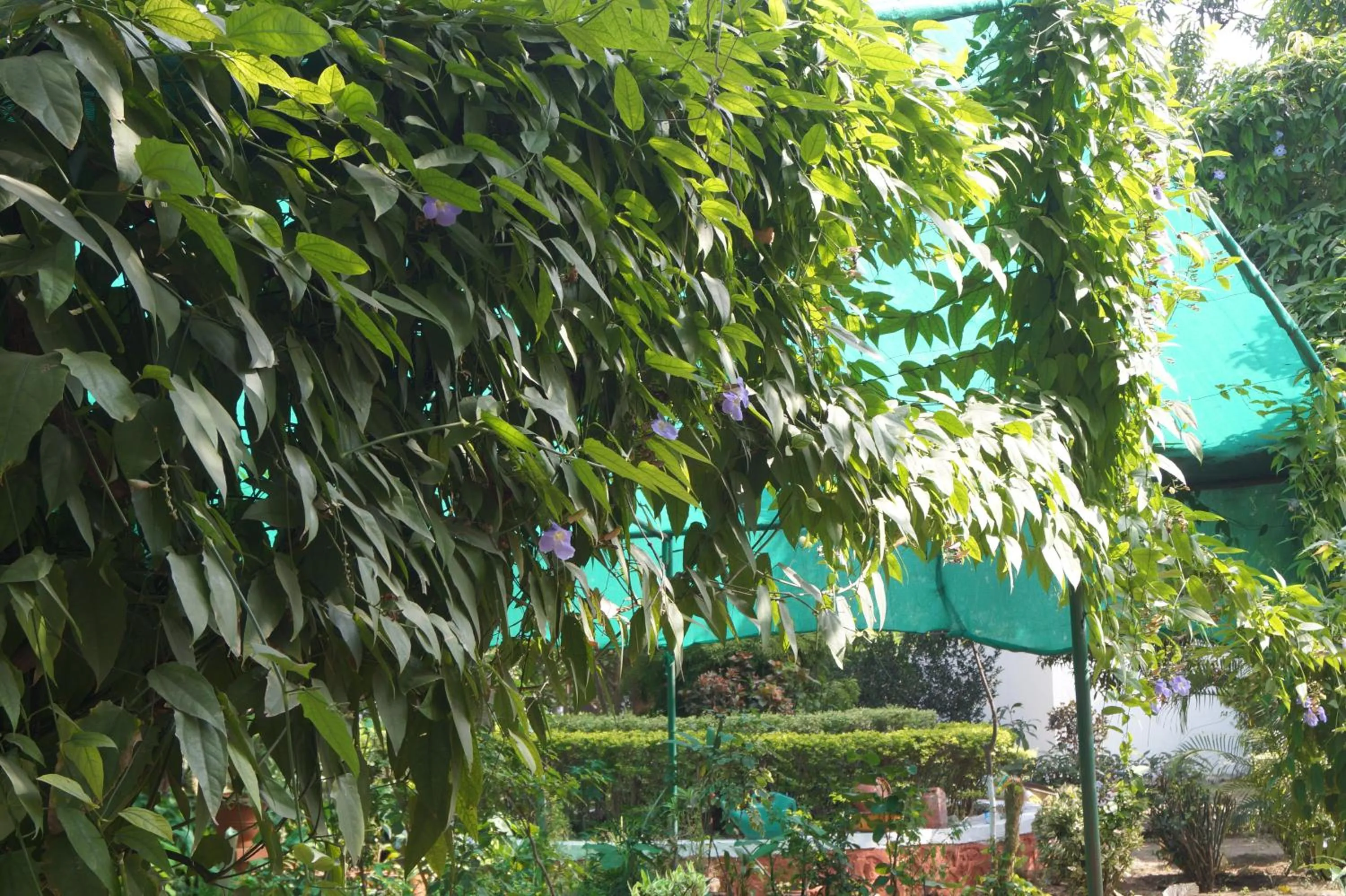 Garden in Ambassador Ajanta Hotel, Aurangabad