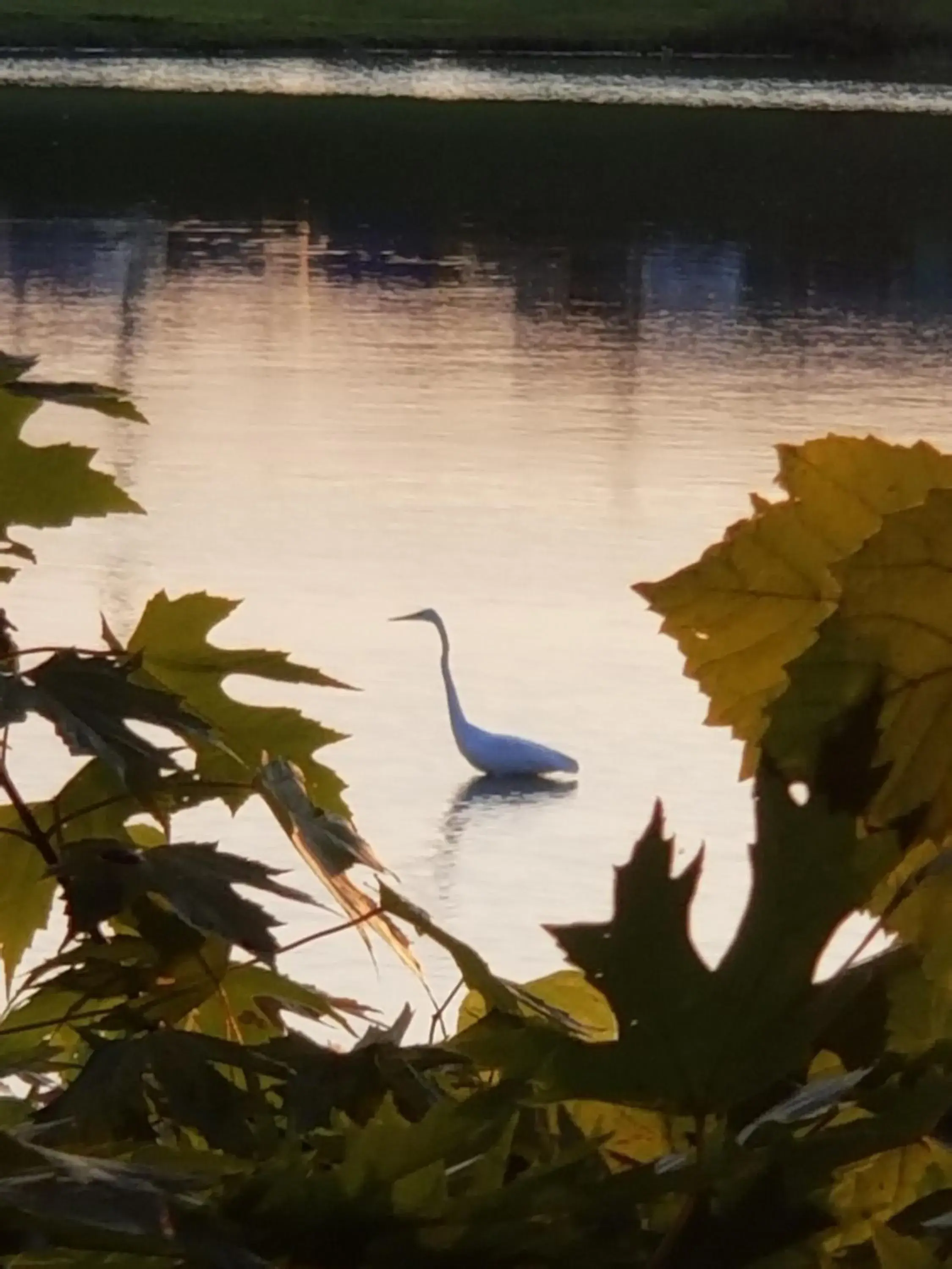 Natural landscape, Other Animals in Relax Inn