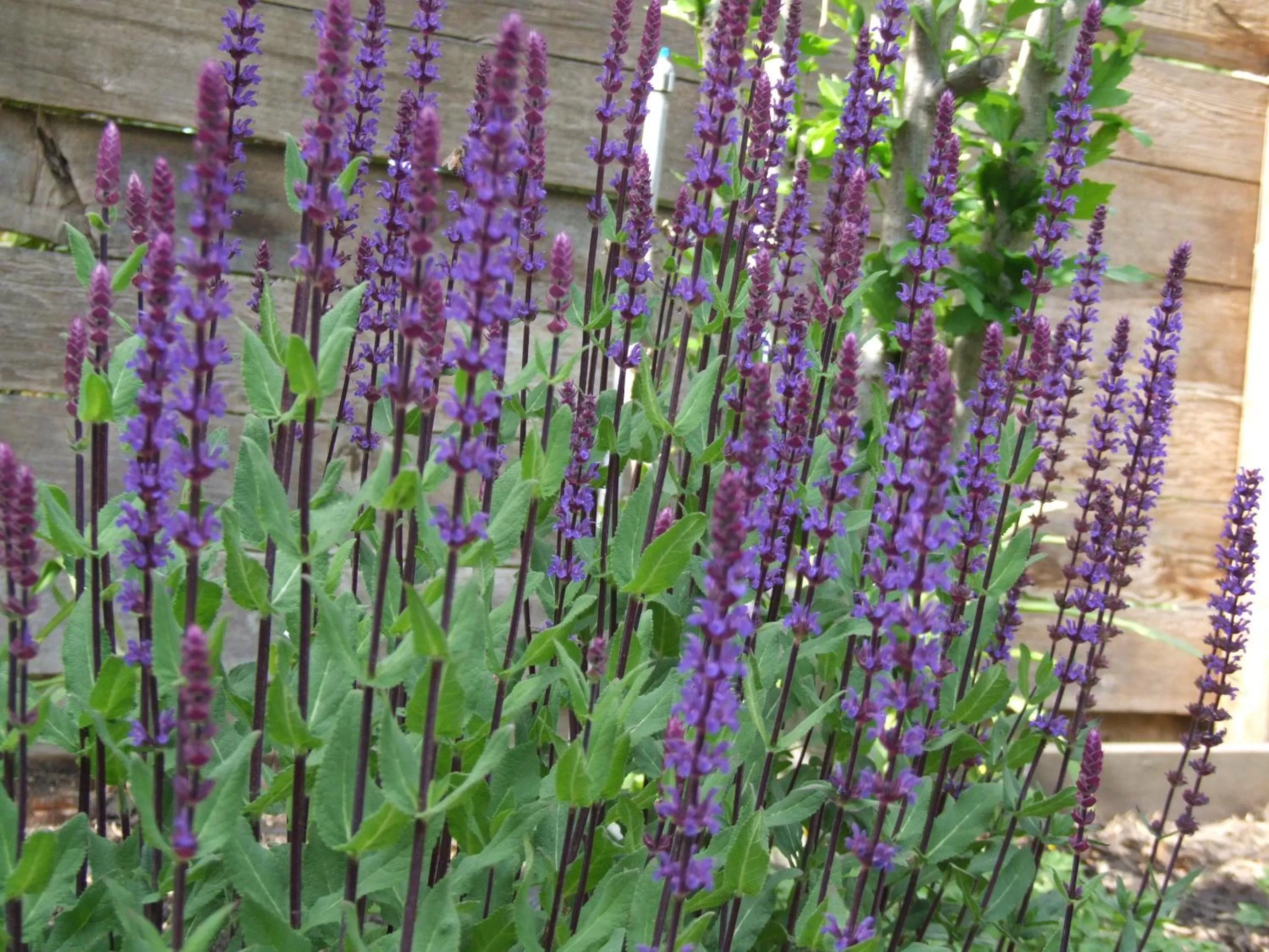 Garden in Stirling House