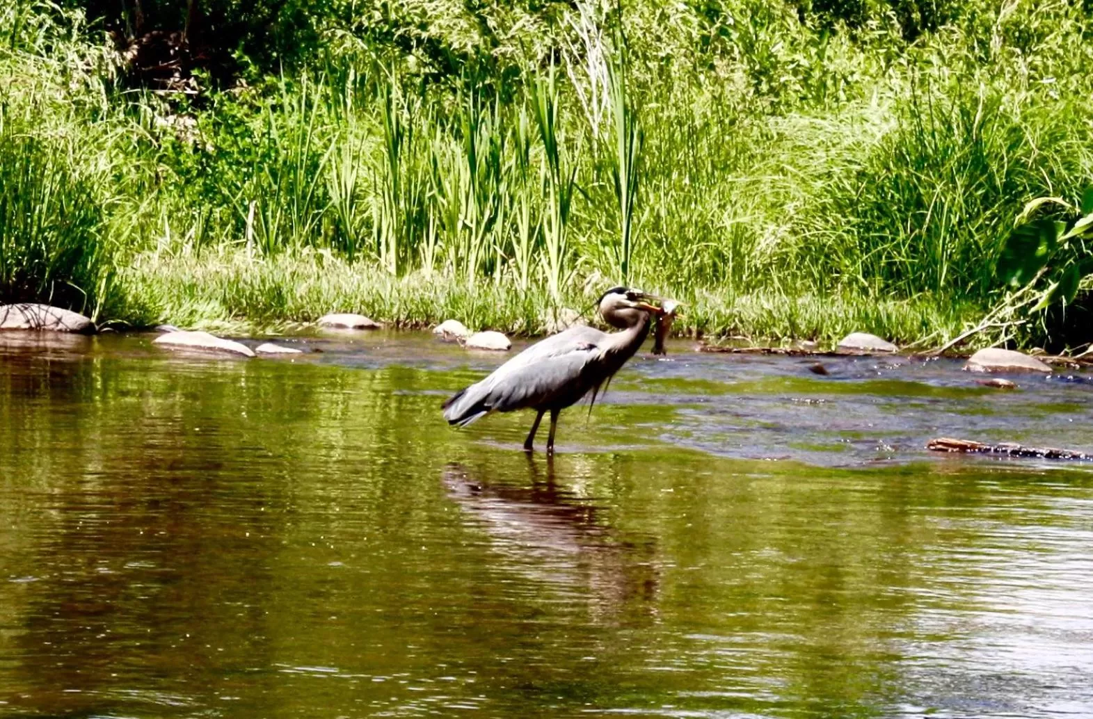 Natural landscape, Other Animals in Sedona Cathedral Hideaway B&B & Spa