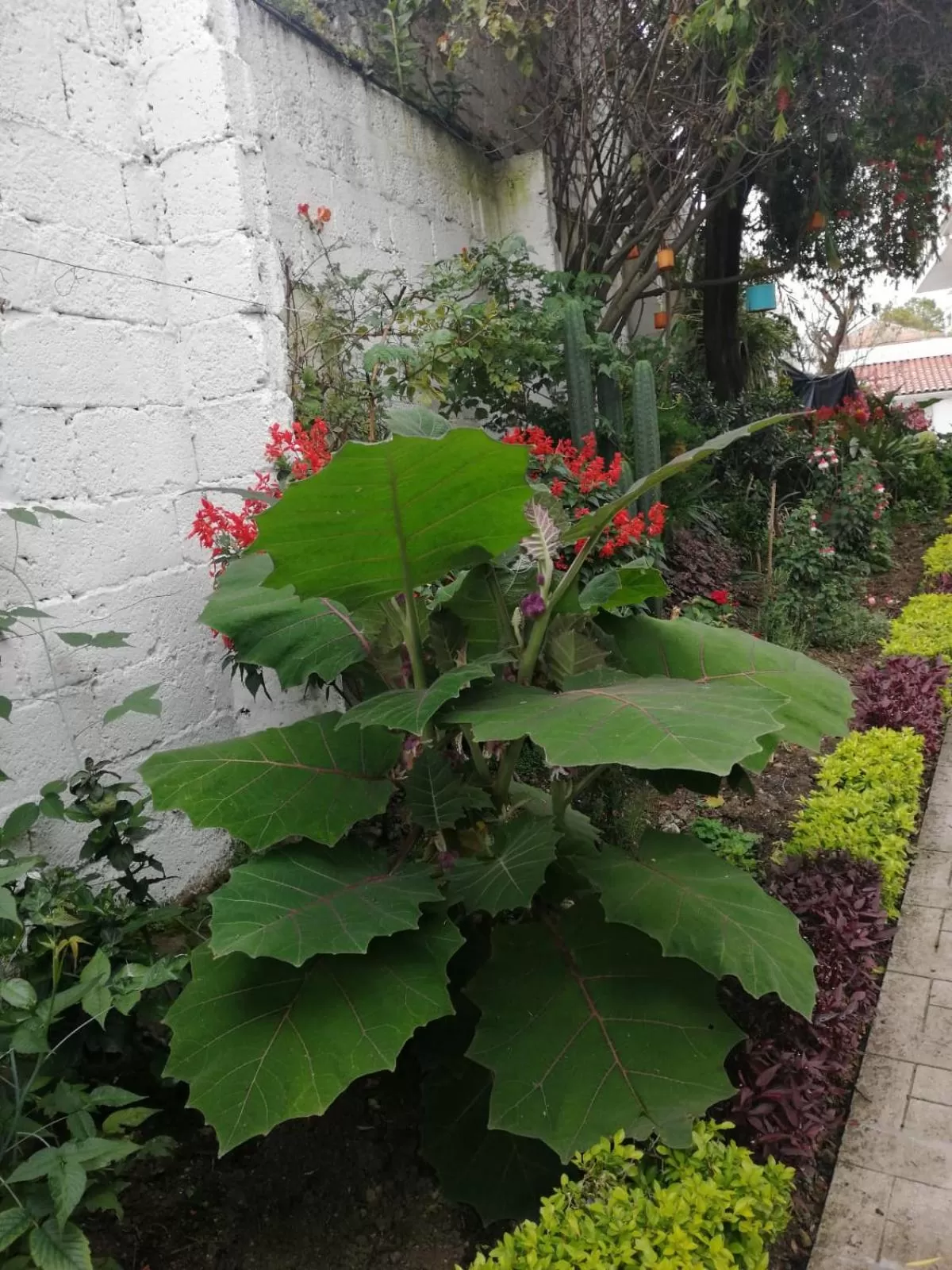 Garden in Casatodosantos
