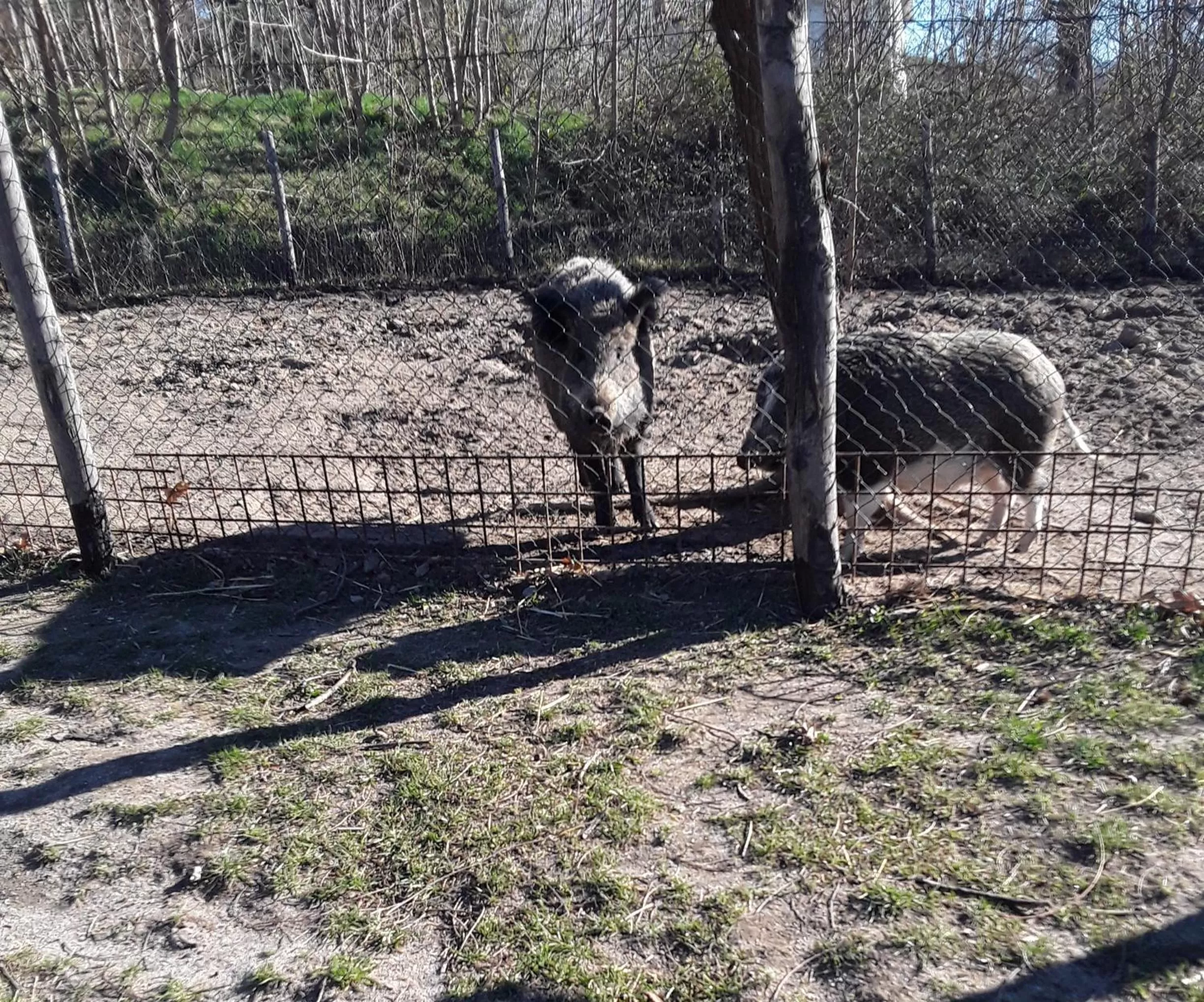 Animals in B&B Podere Legnotorto