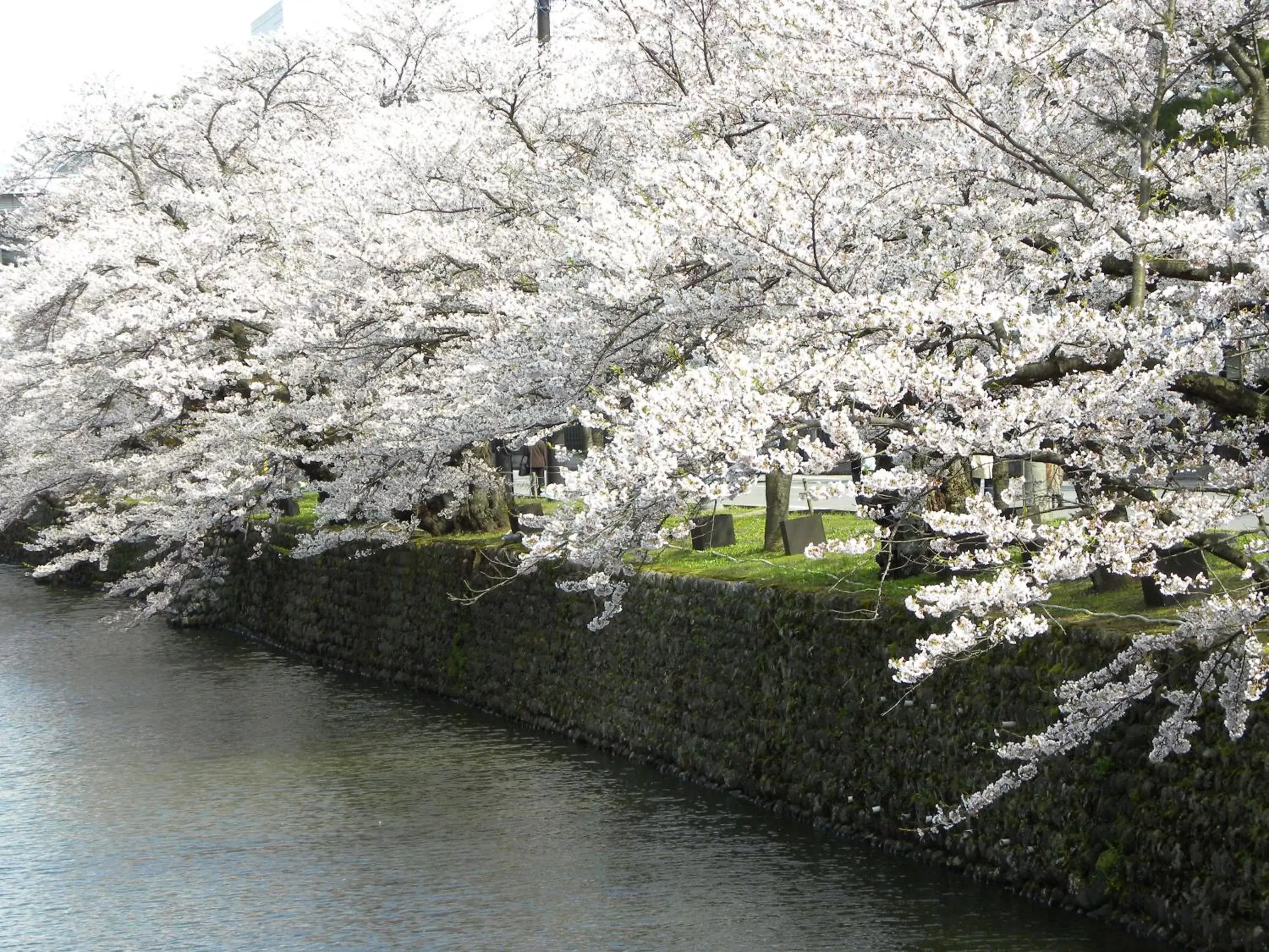 Spring in Hotel Benex Yonezawa