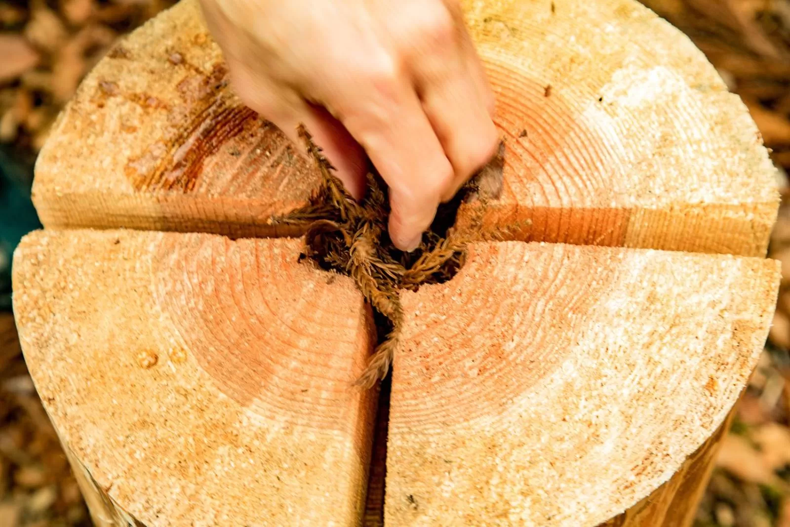 Activities, Food in Hotel El faro