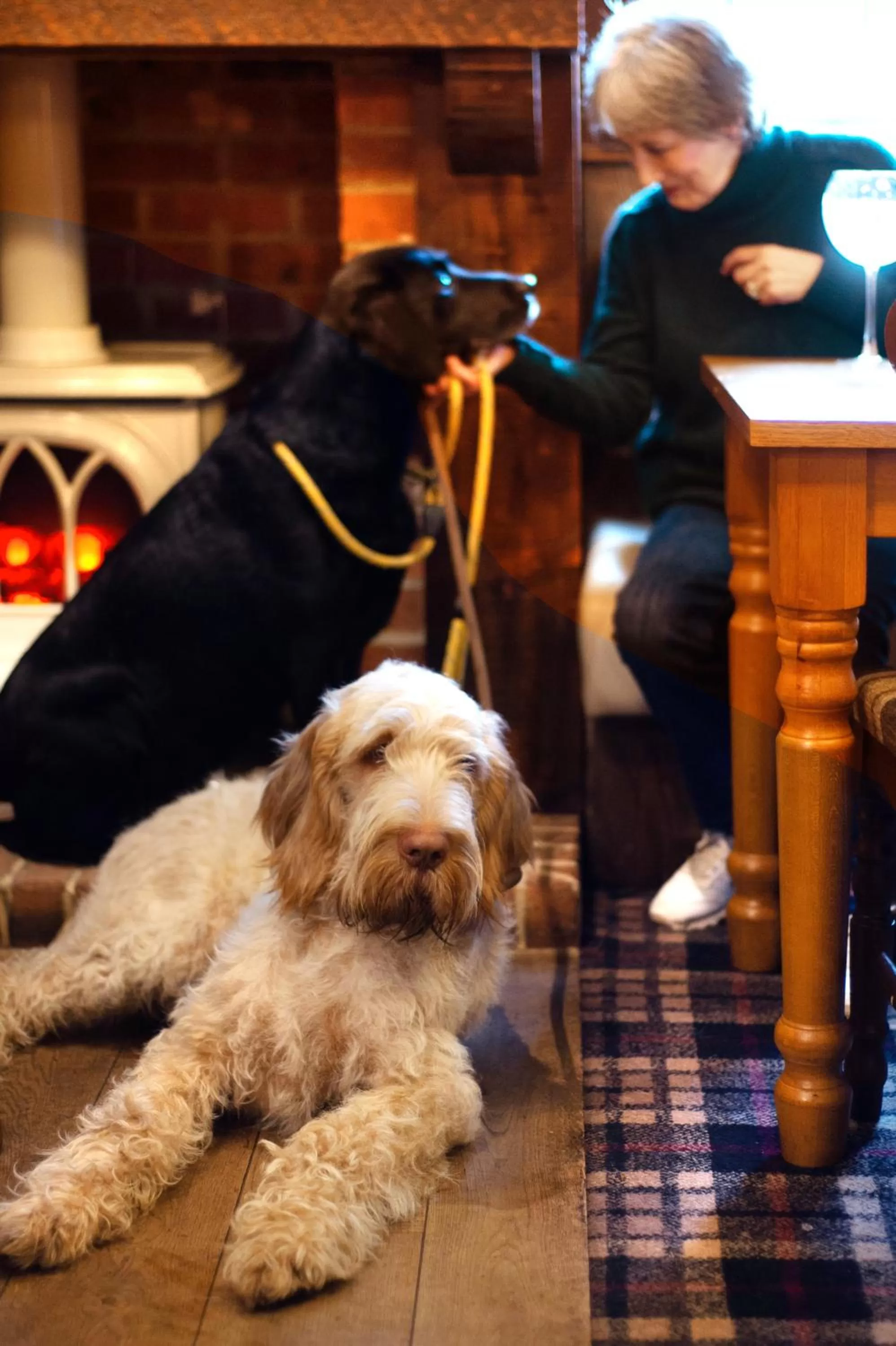 Pets in The Kingslodge Inn - The Inn Collection Group