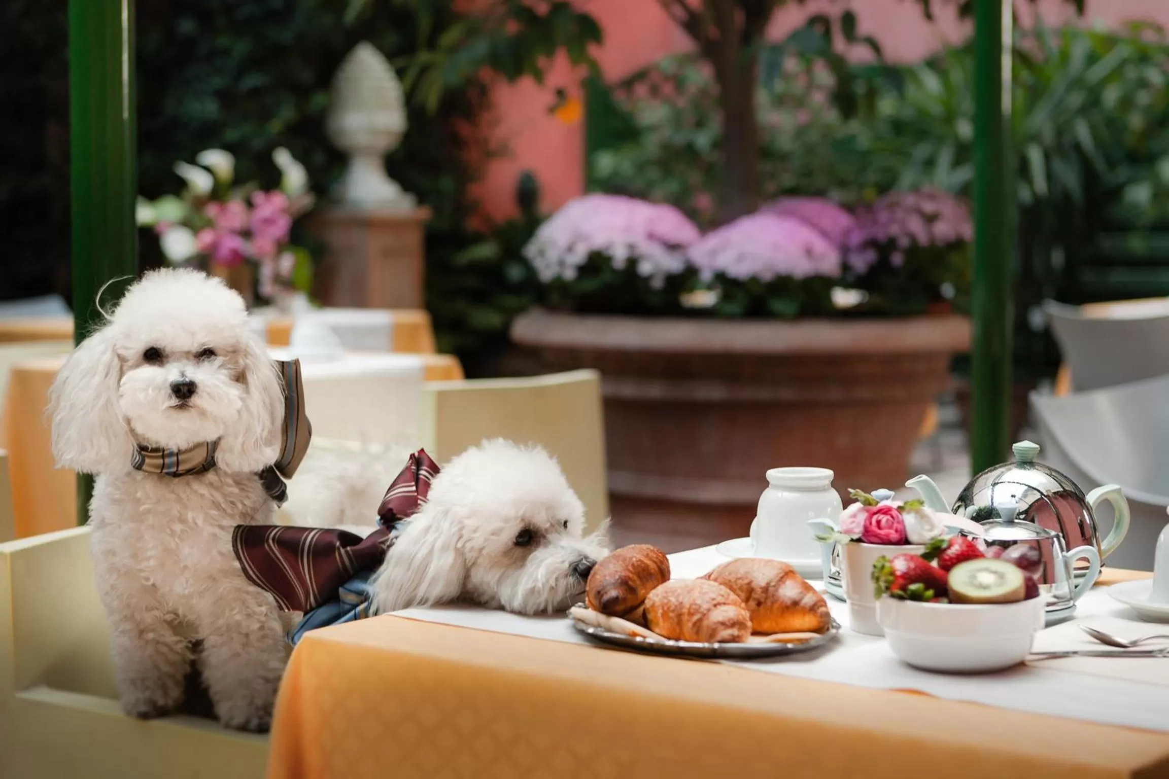 Pets in Hotel Palazzo dal Borgo