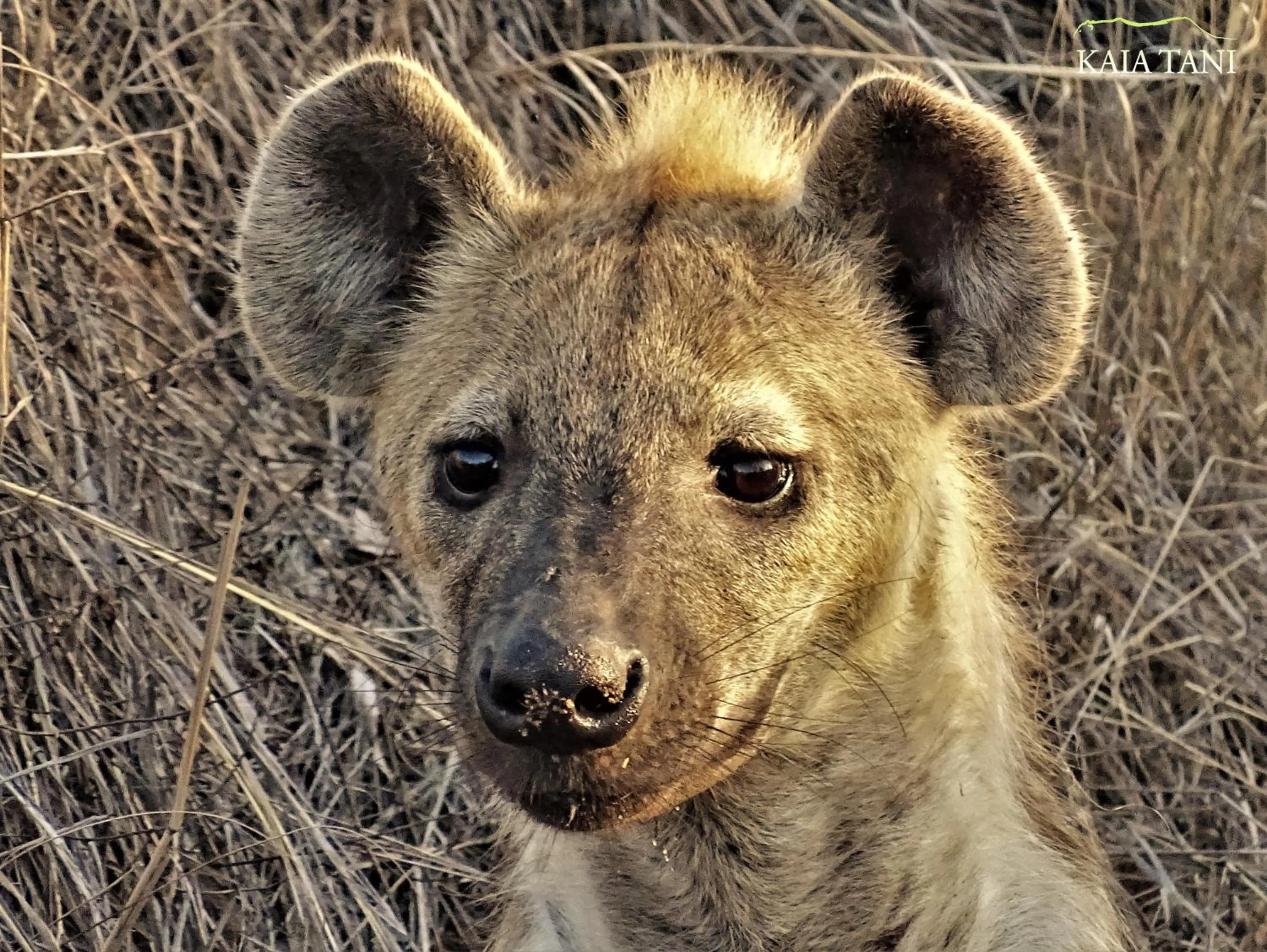 Animals in Kaia Tani Exclusive Guesthouse