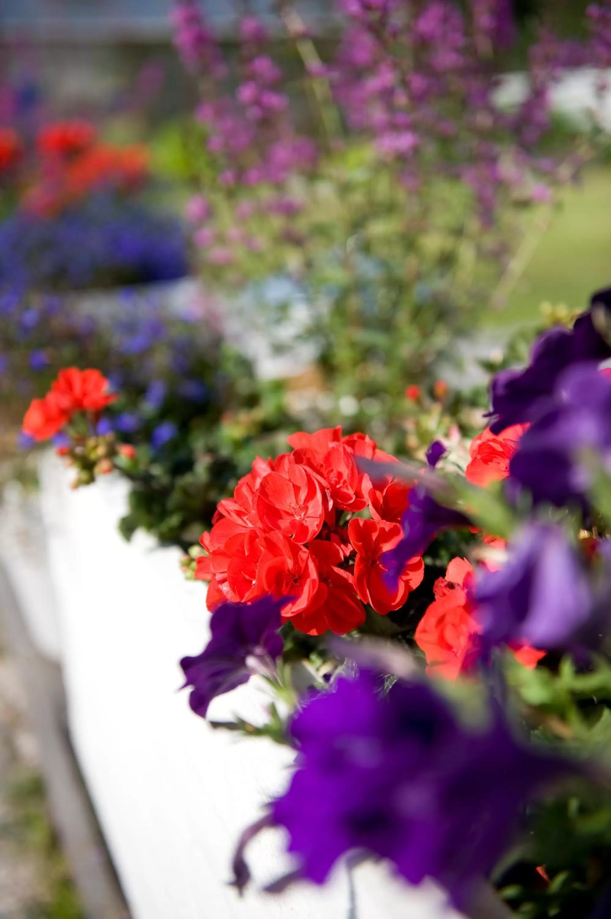 Garden in SPiS Hotell Amber