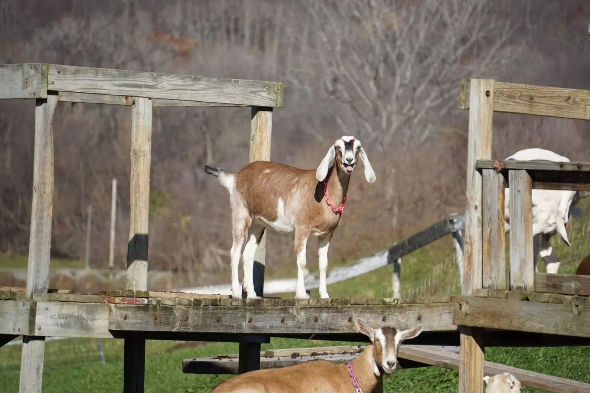 Animals, Other Animals in Rainbow Ridge Farms