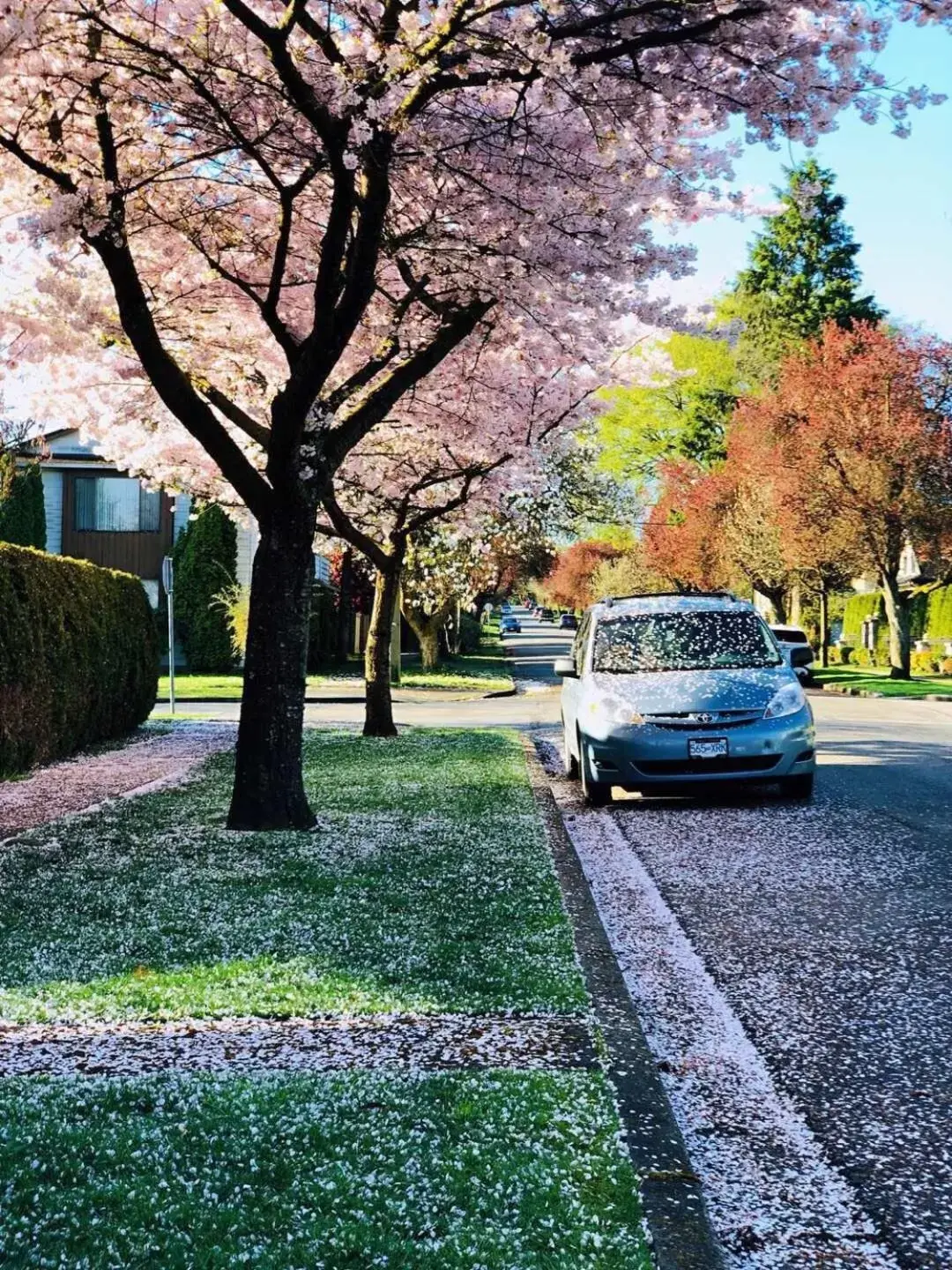 Garden in The Sunshine House-Free Parking