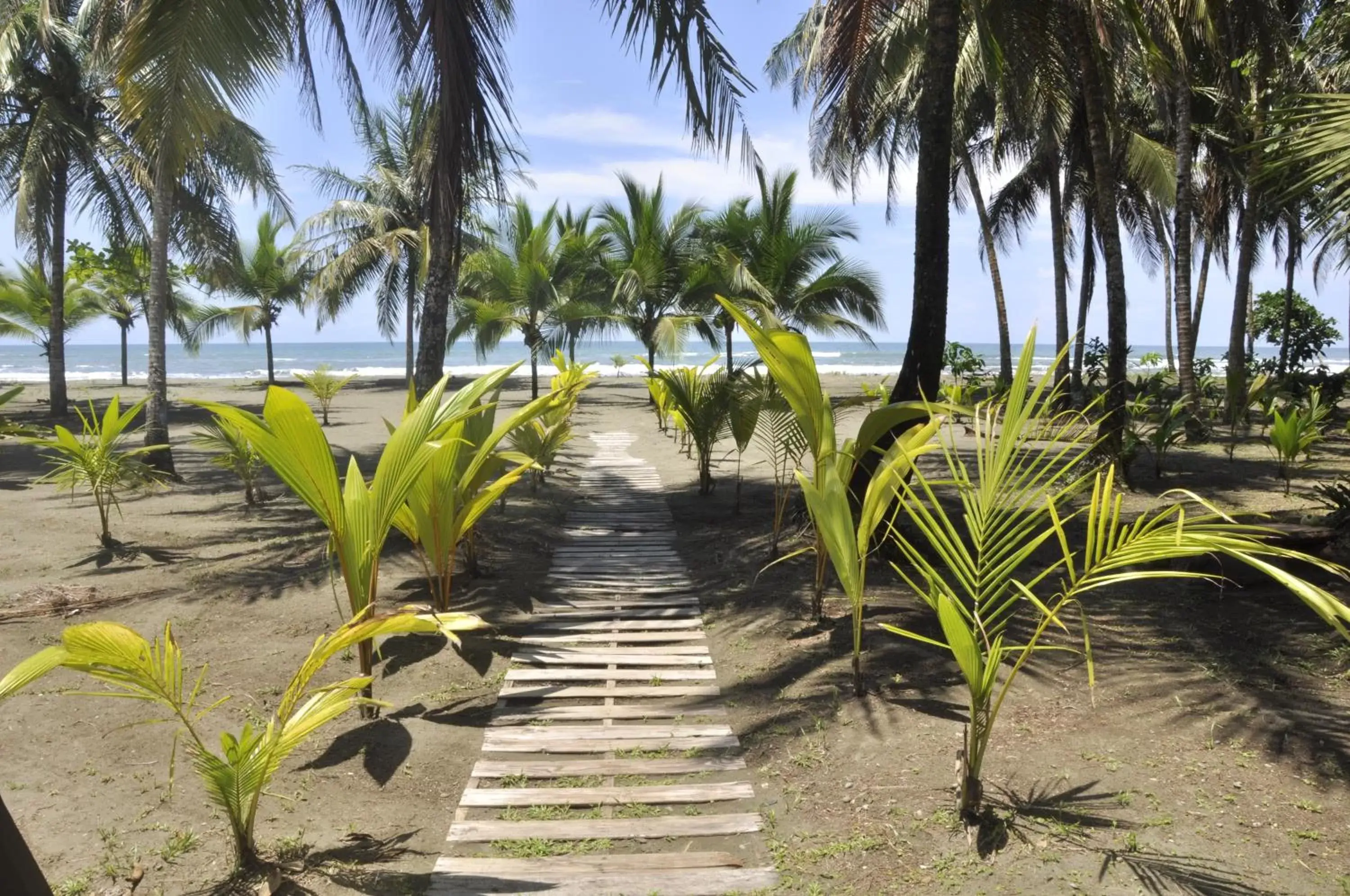 Natural landscape, Beach in Hotel Playa Westfalia