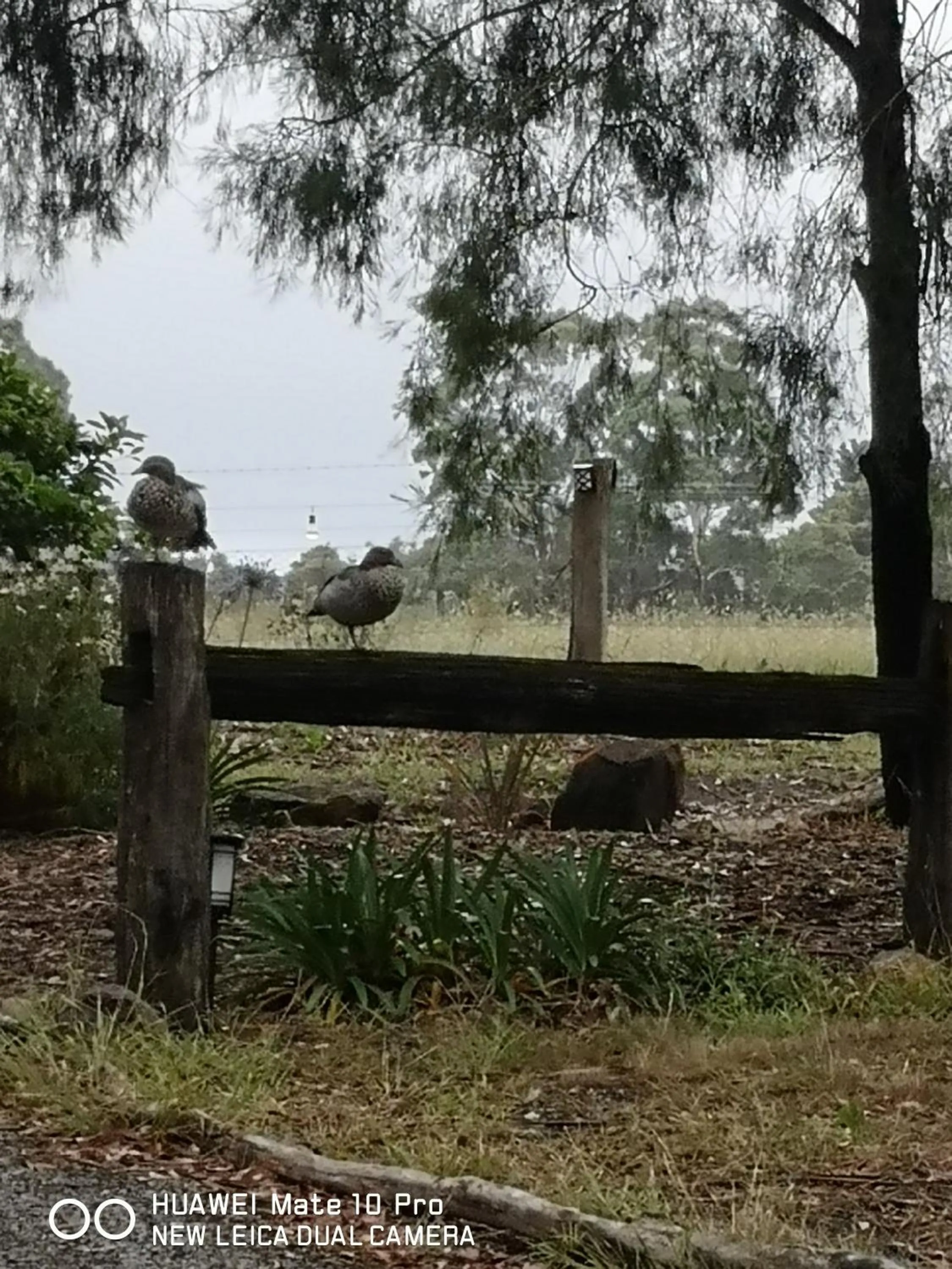 Garden view in Kalimna Woods Cottages