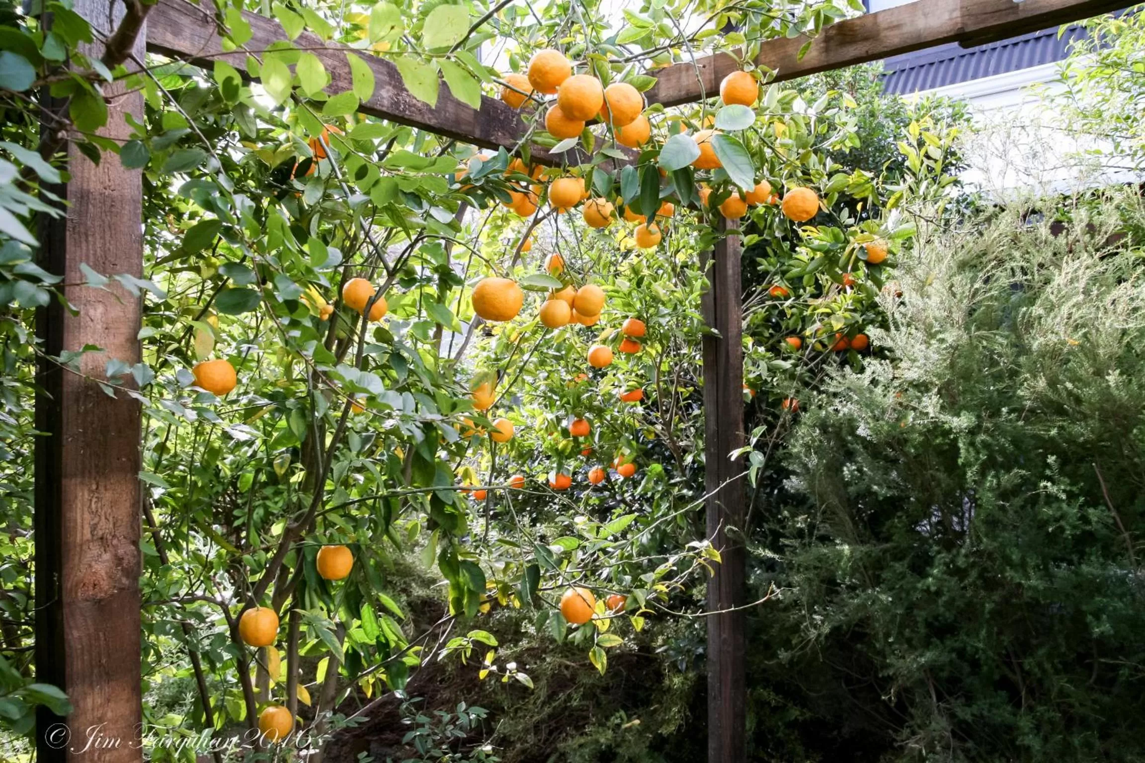 Garden in Aarn House B&B Airport Accommodation