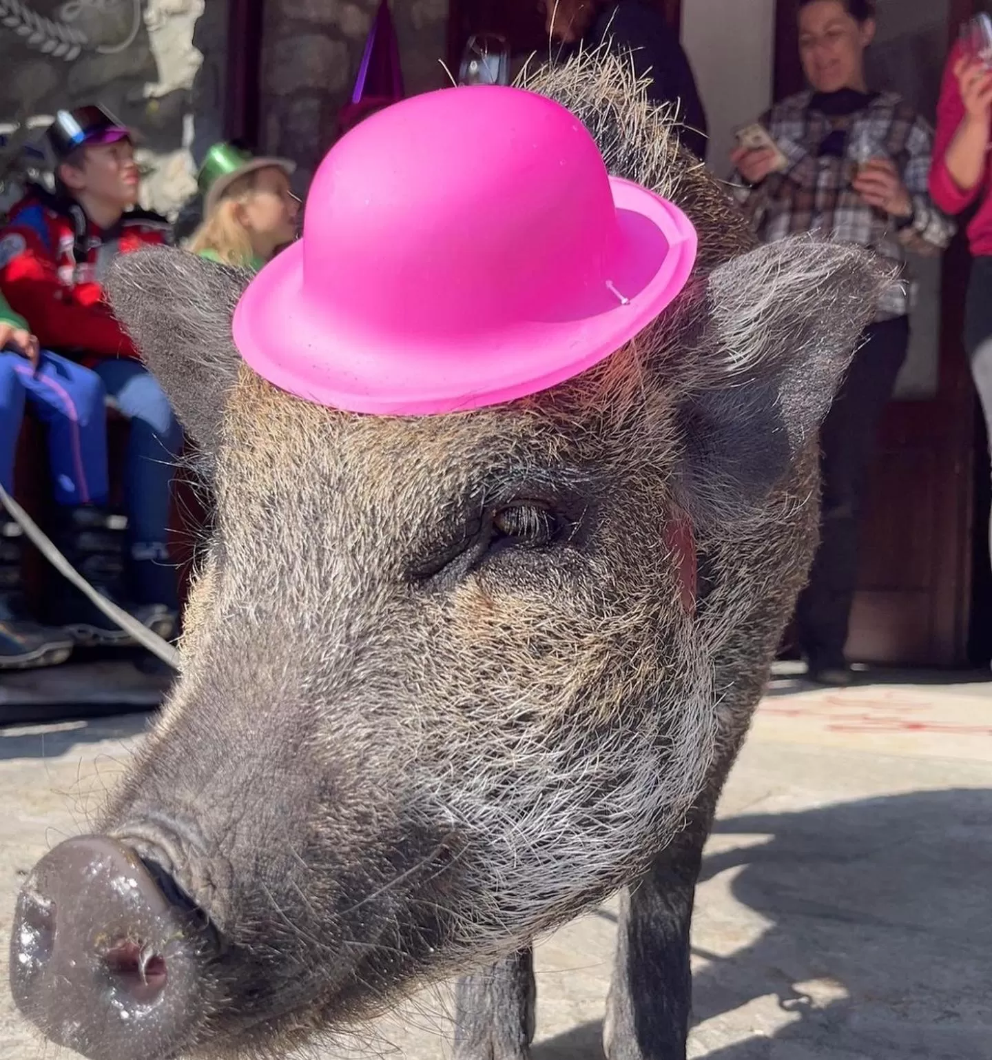 Animals in Hotel La Grange - Animal Chic Hotel