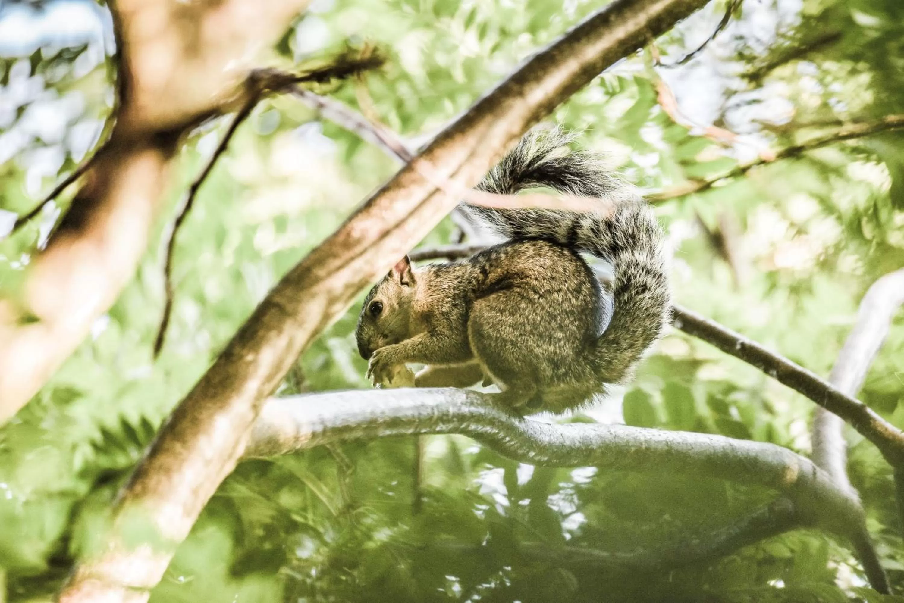 Pets in Hotel de Campo Villa de Ada