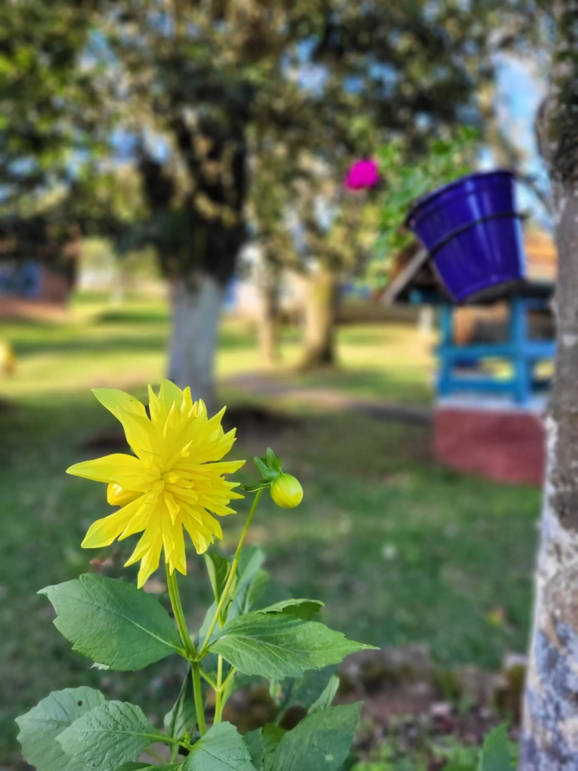 Garden in Pousada da Chacara