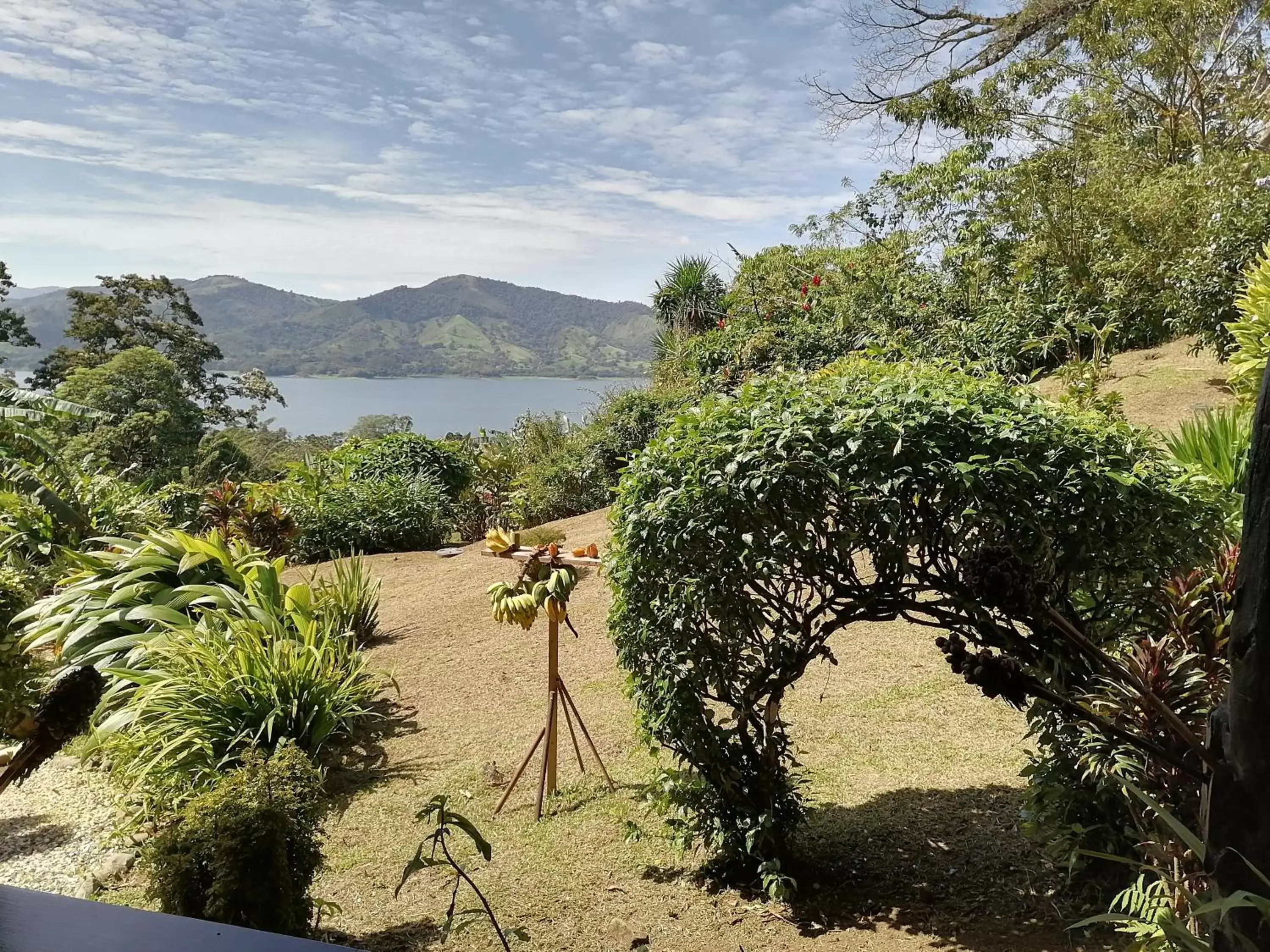 Natural landscape in La Ceiba Tree Lodge