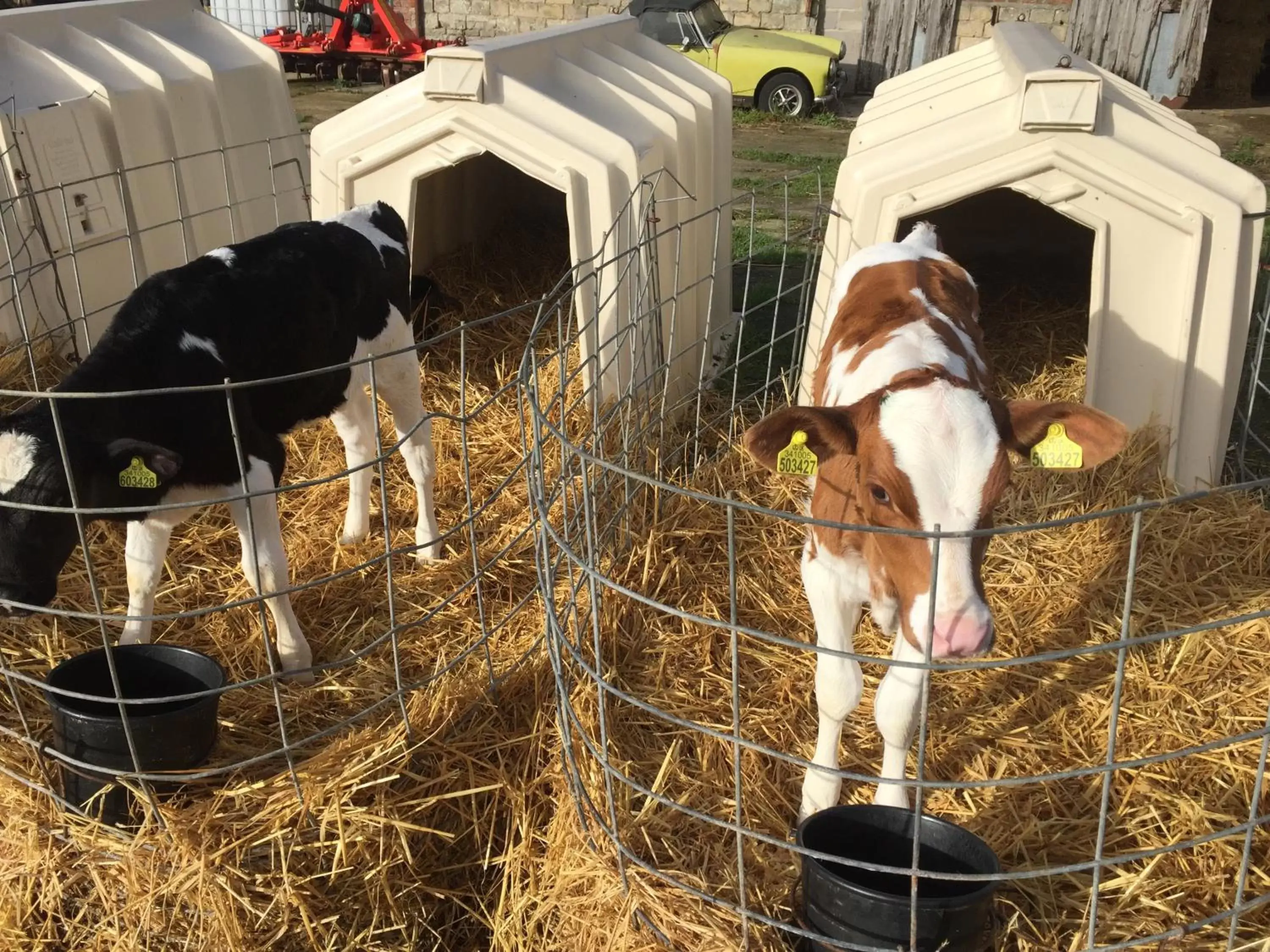 Animals, Other Animals in Church Farm