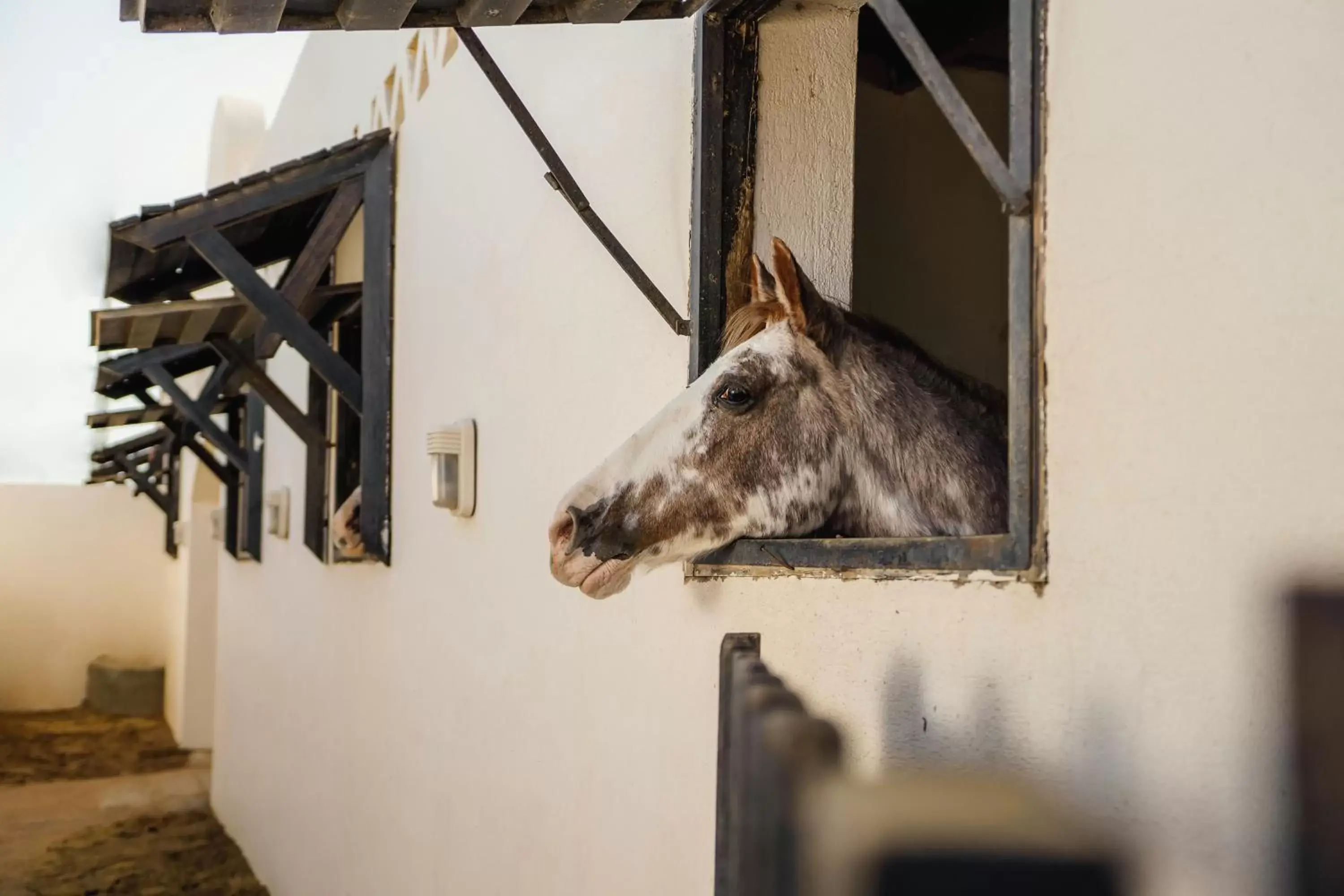 Animals, Pets in Movenpick Resort Sharm El Sheikh