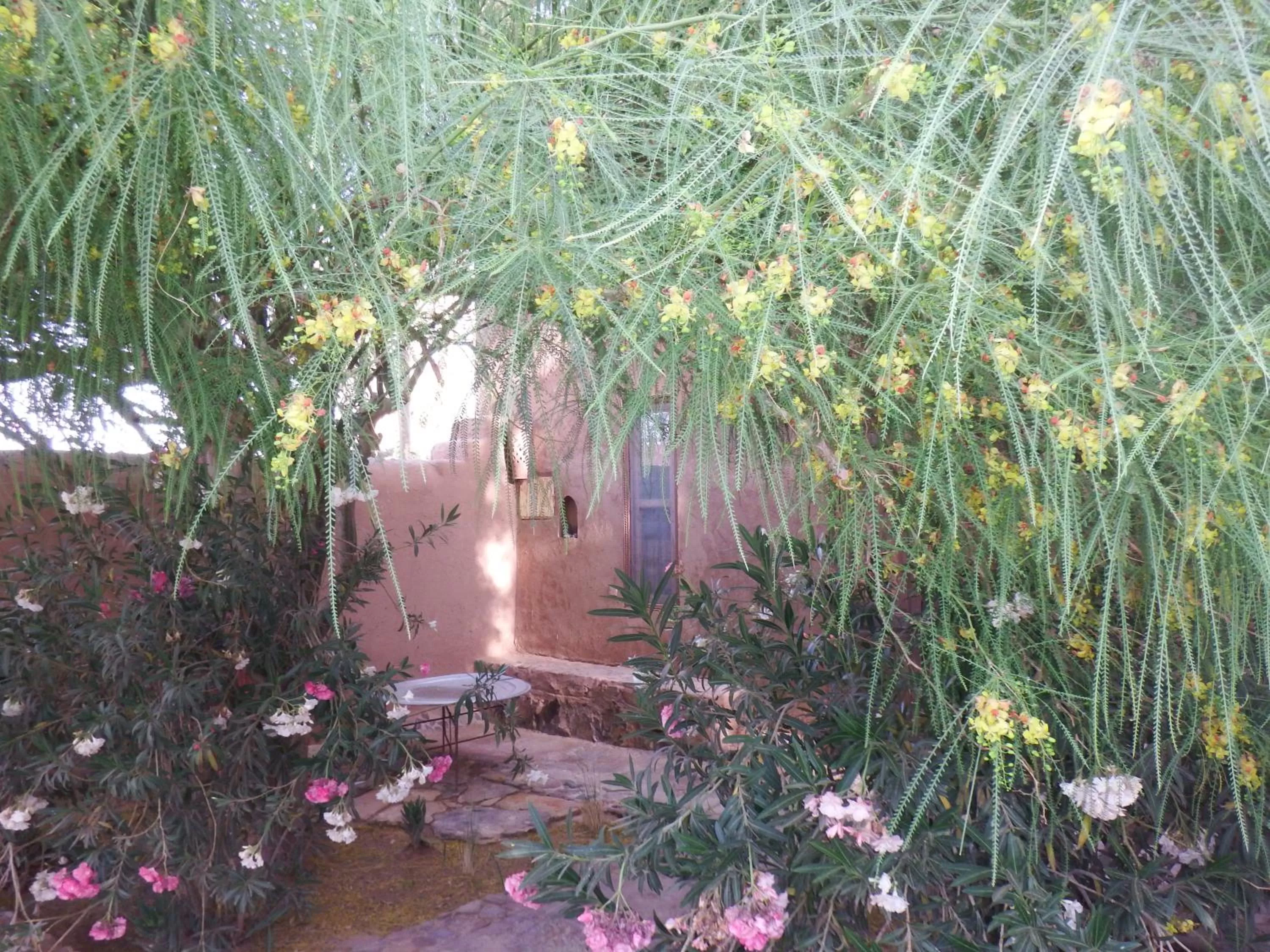 Garden in Dar Paru