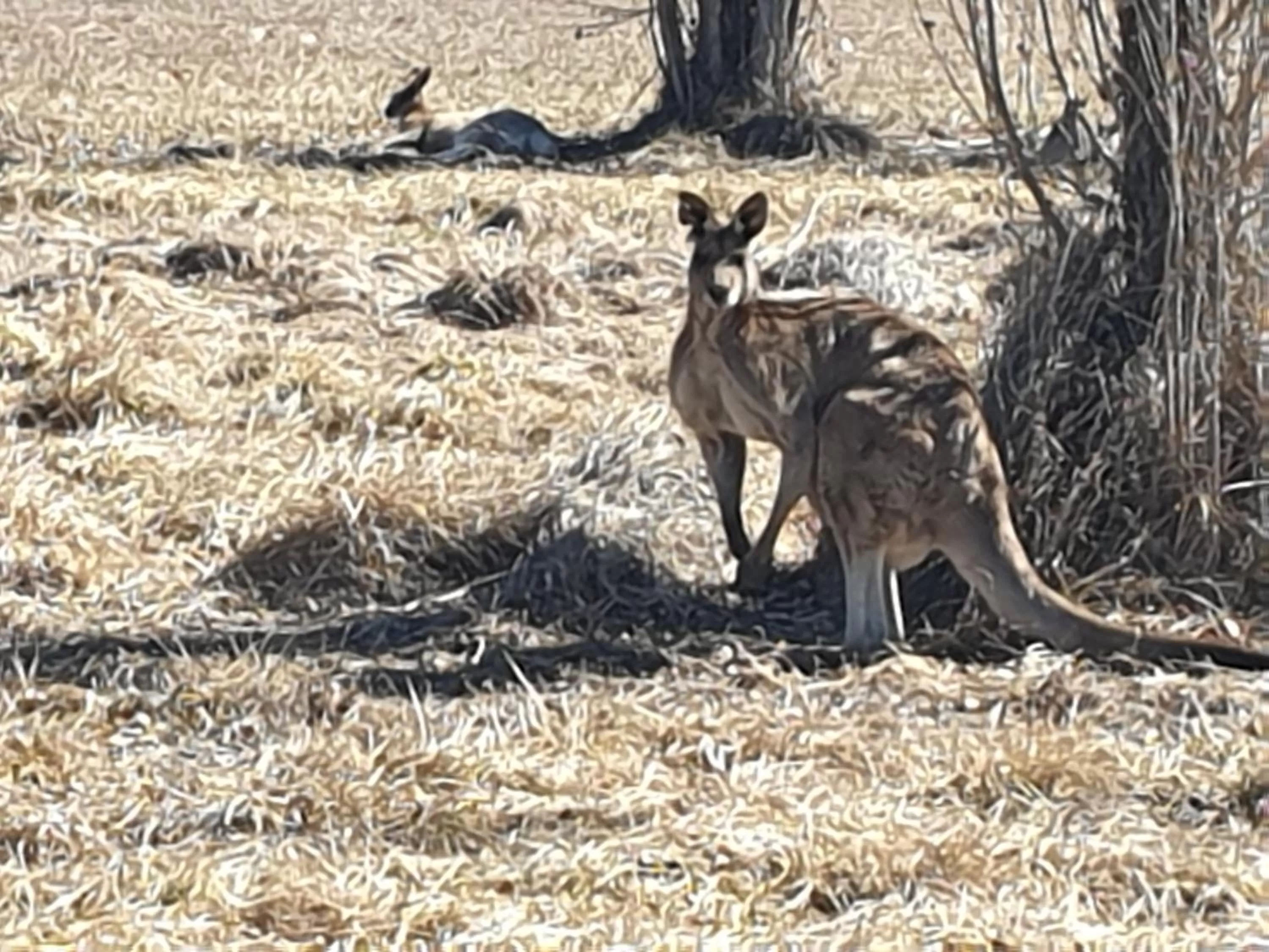 Garden view in Clansman Motel