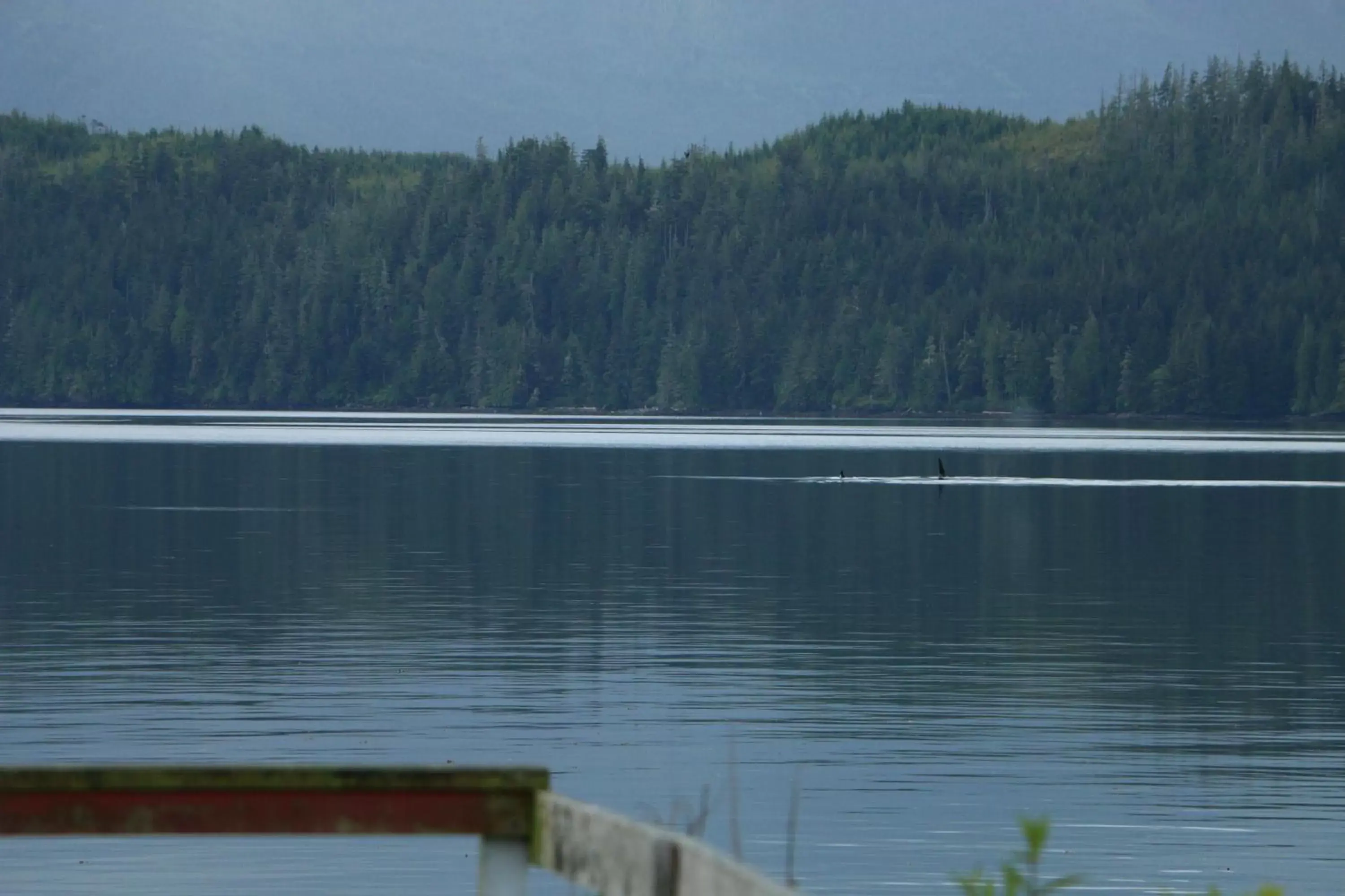 Natural landscape in Nimpkish Hotel