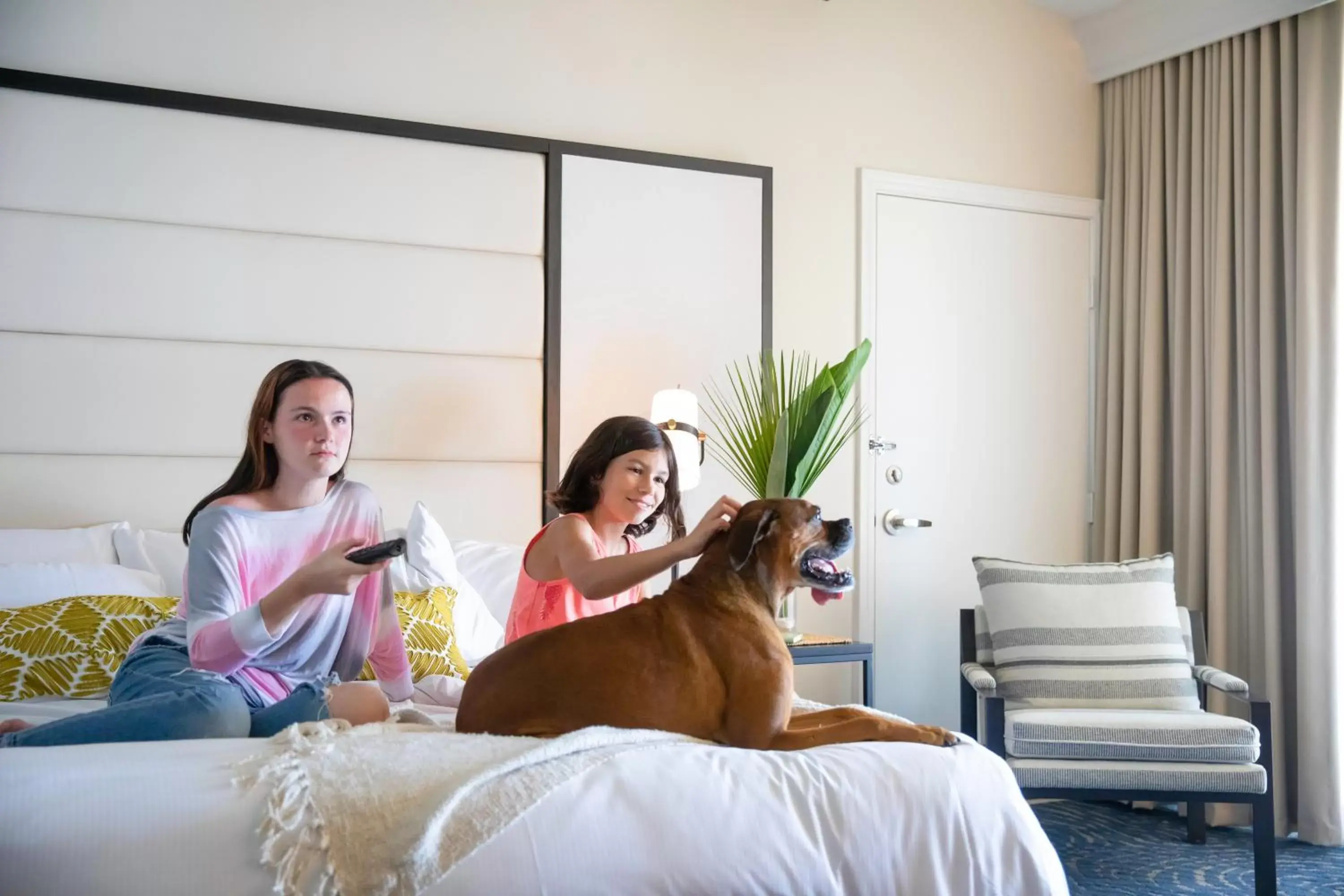 Pets, Bed in San Diego Mission Bay Resort Pets, Bed in San Diego Mission Bay Resort