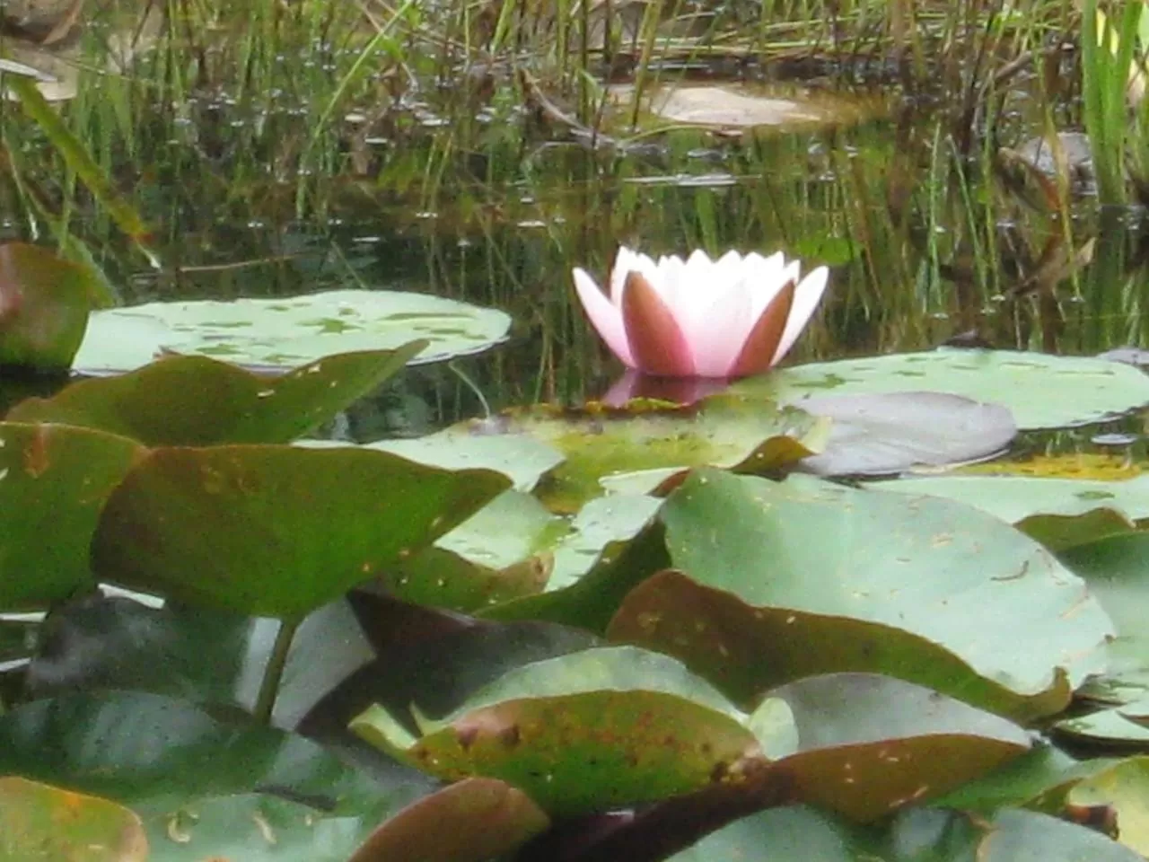 FeWo Landhaus Ederlust HeilungsRäume eV