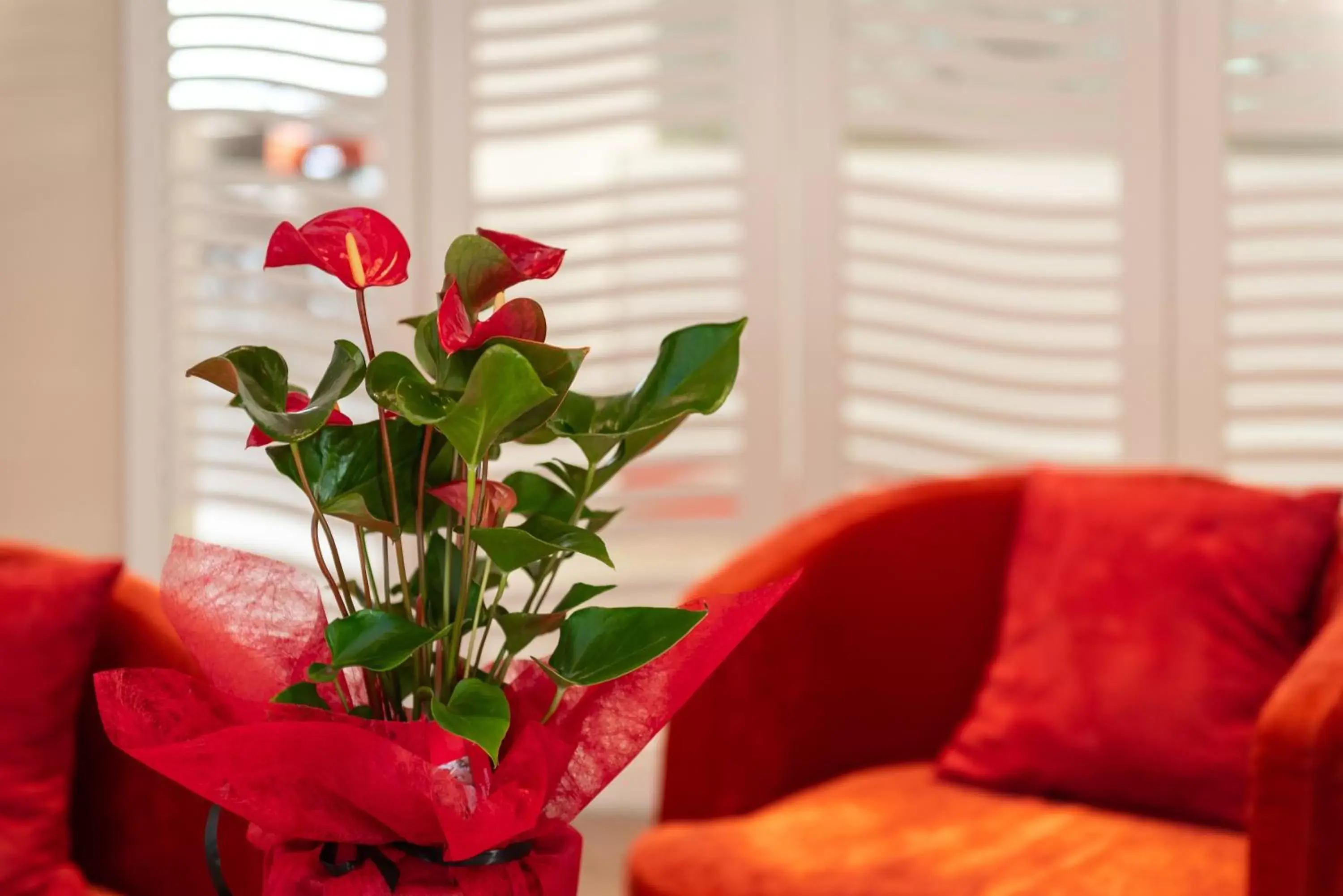 Decorative detail, Seating Area in Hotel Continental Saint Raphael