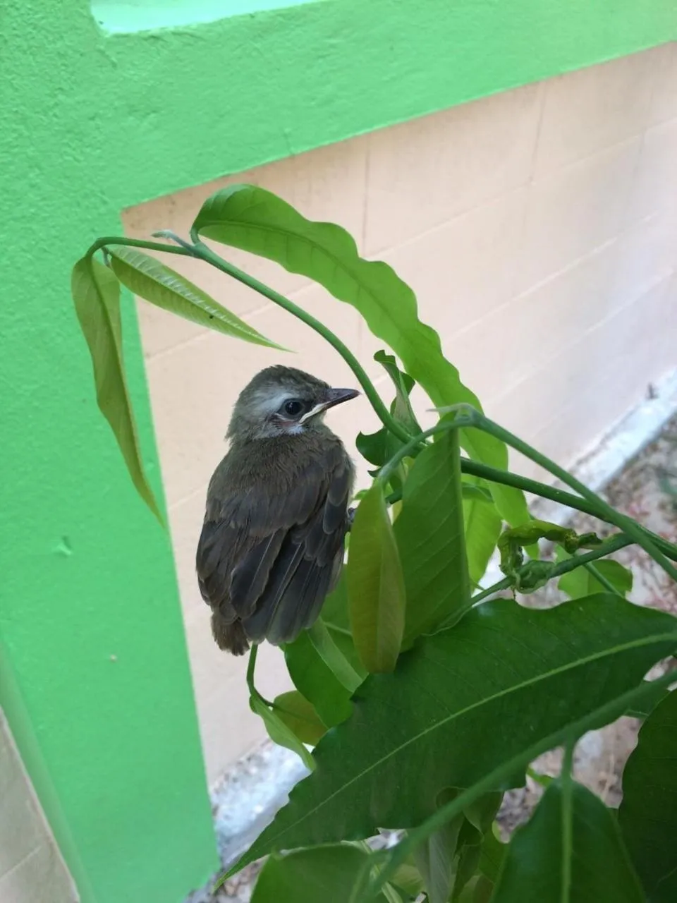 Animals in J.Holiday Inn Krabi