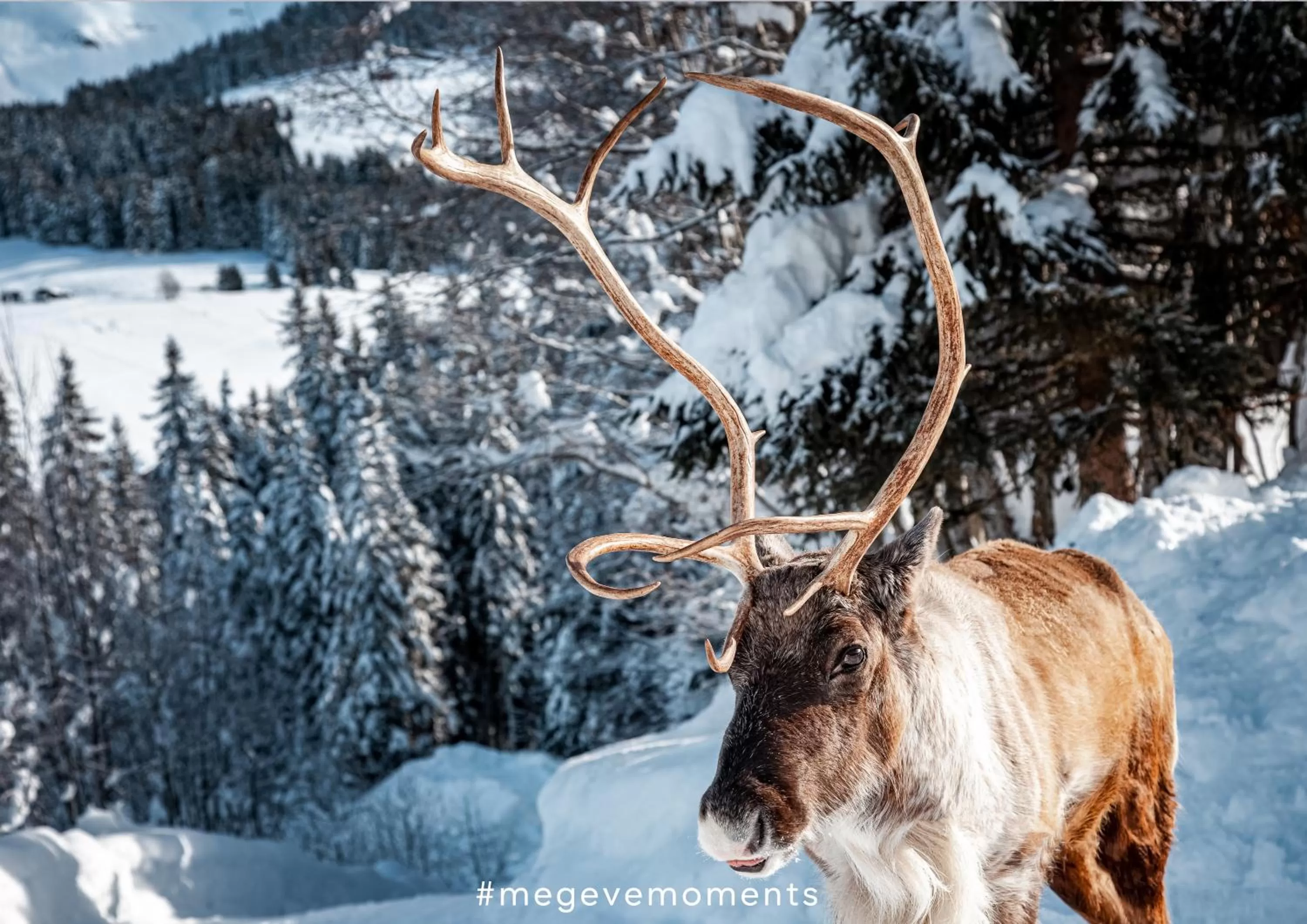 Activities, Winter in Hôtel L'Arboisie