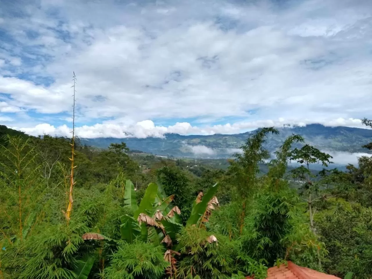 Natural landscape in Hotel Green Mountain turrialba