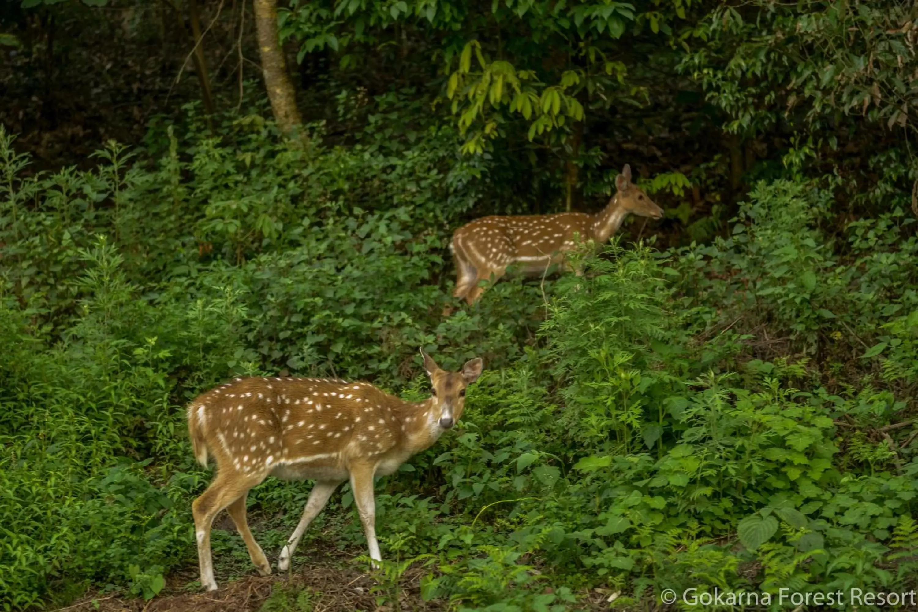 Animals, Other Animals in Gokarna Forest Resort