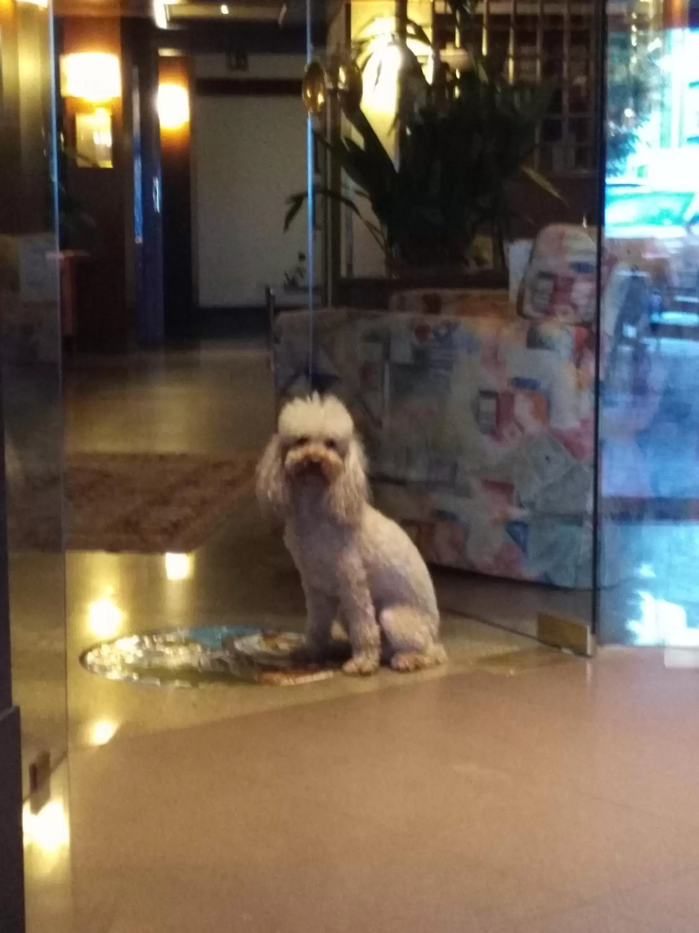 Pets in Hotel San Giorgio