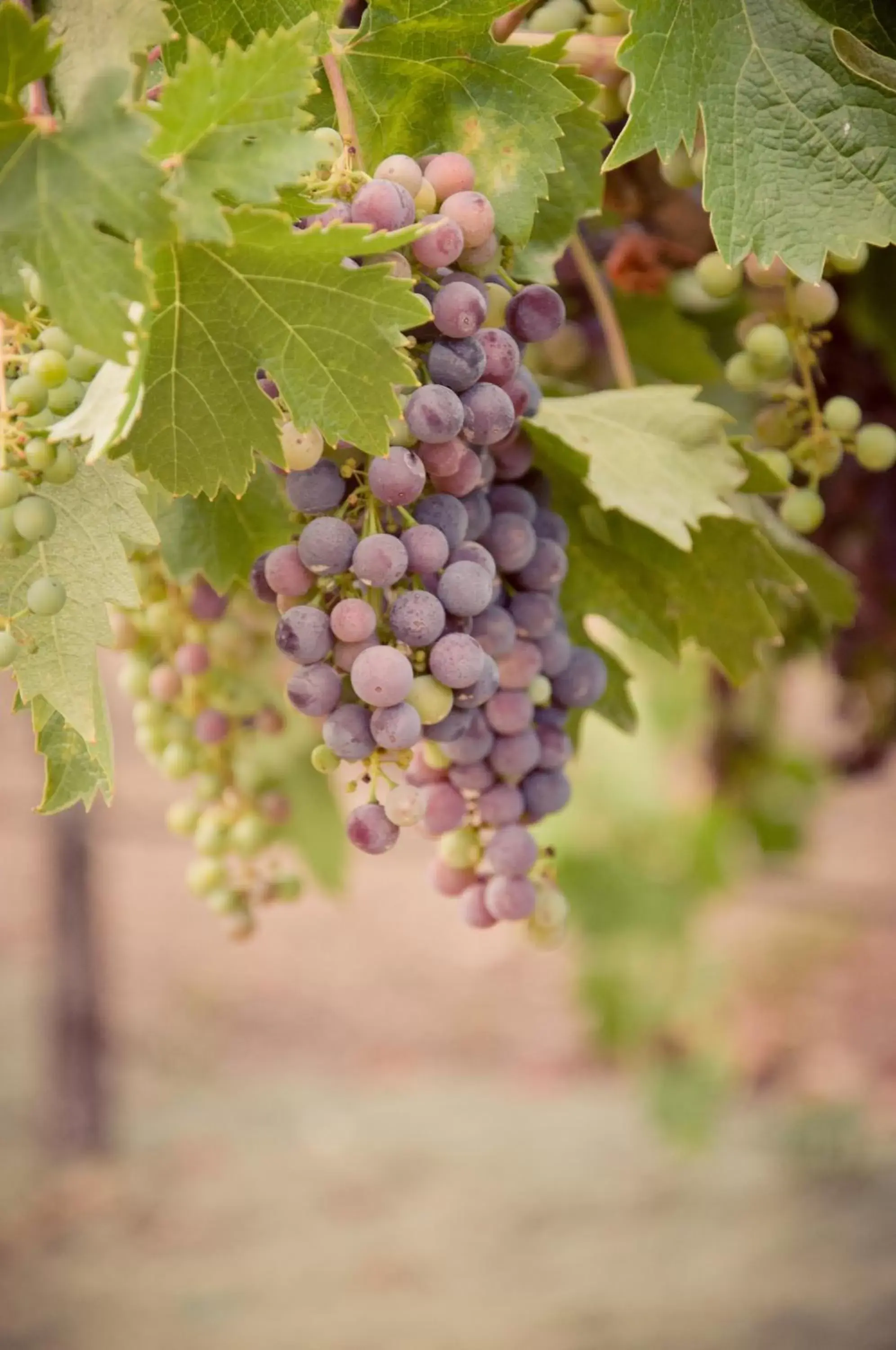 Food in Geyserville Inn Food in Geyserville Inn