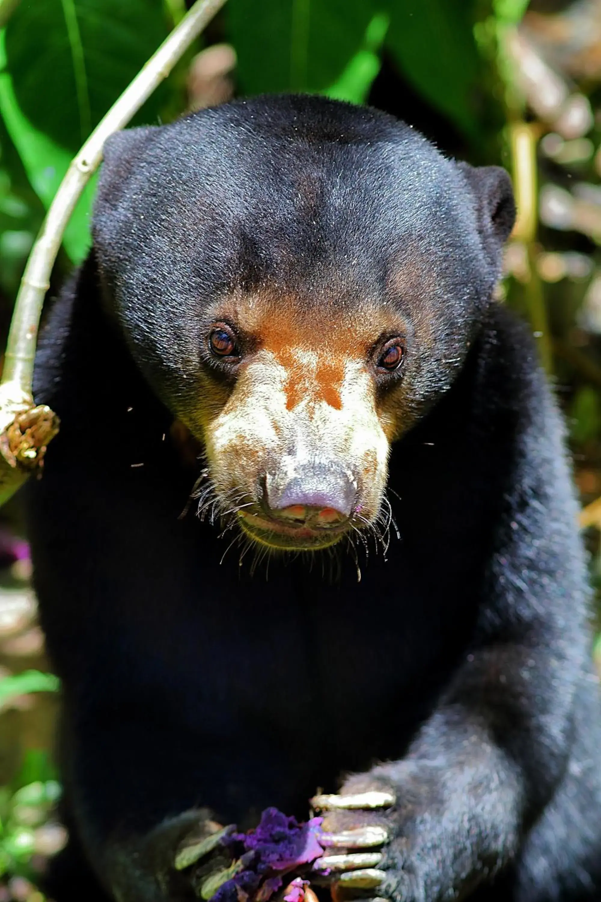 Nearby landmark, Other Animals in Nature Lodge Sepilok