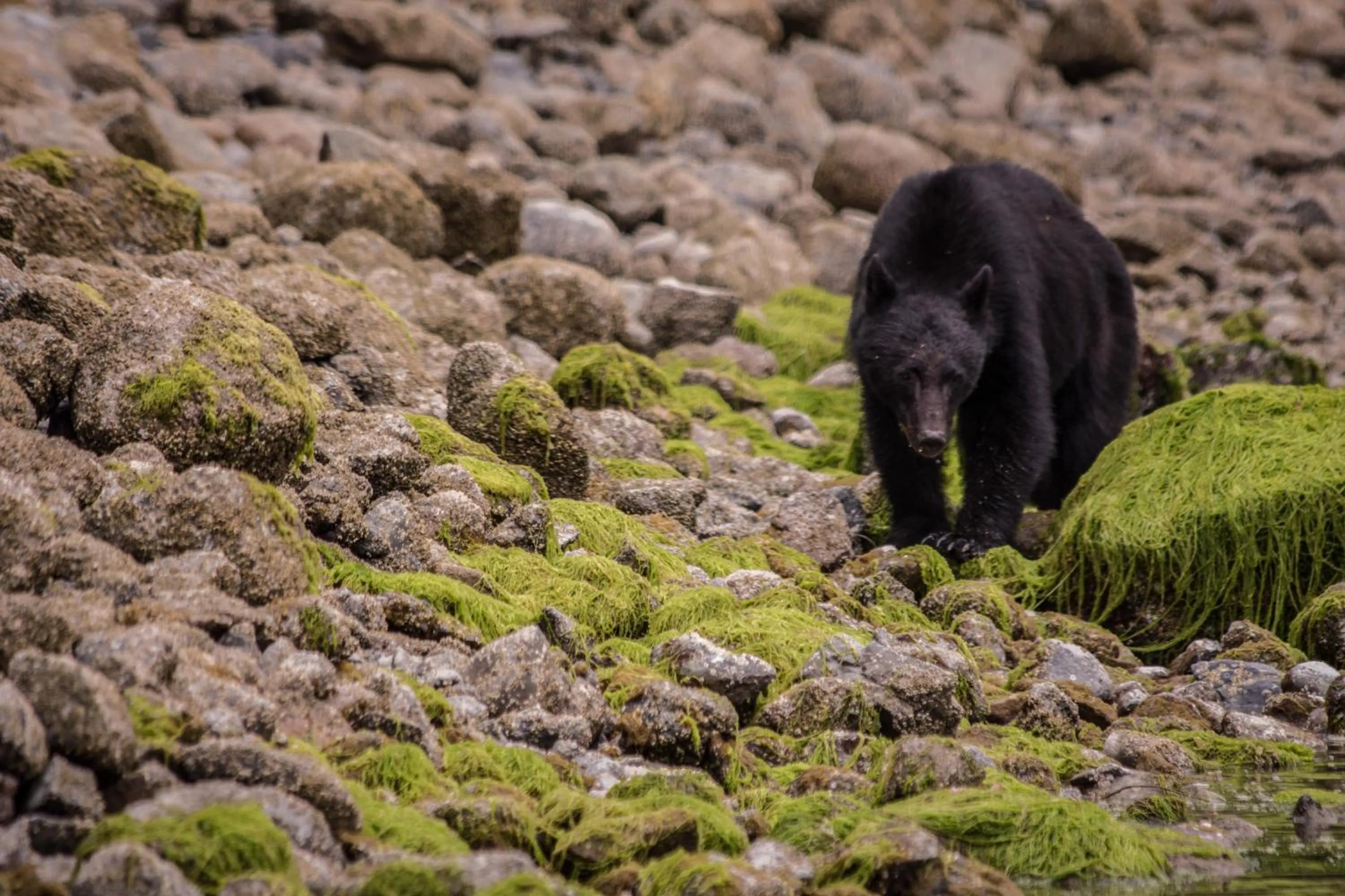 Natural landscape in Pluvio restaurant and rooms