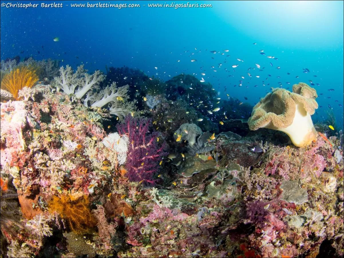 Diving in Punta Bulata White Beach Resort & Spa