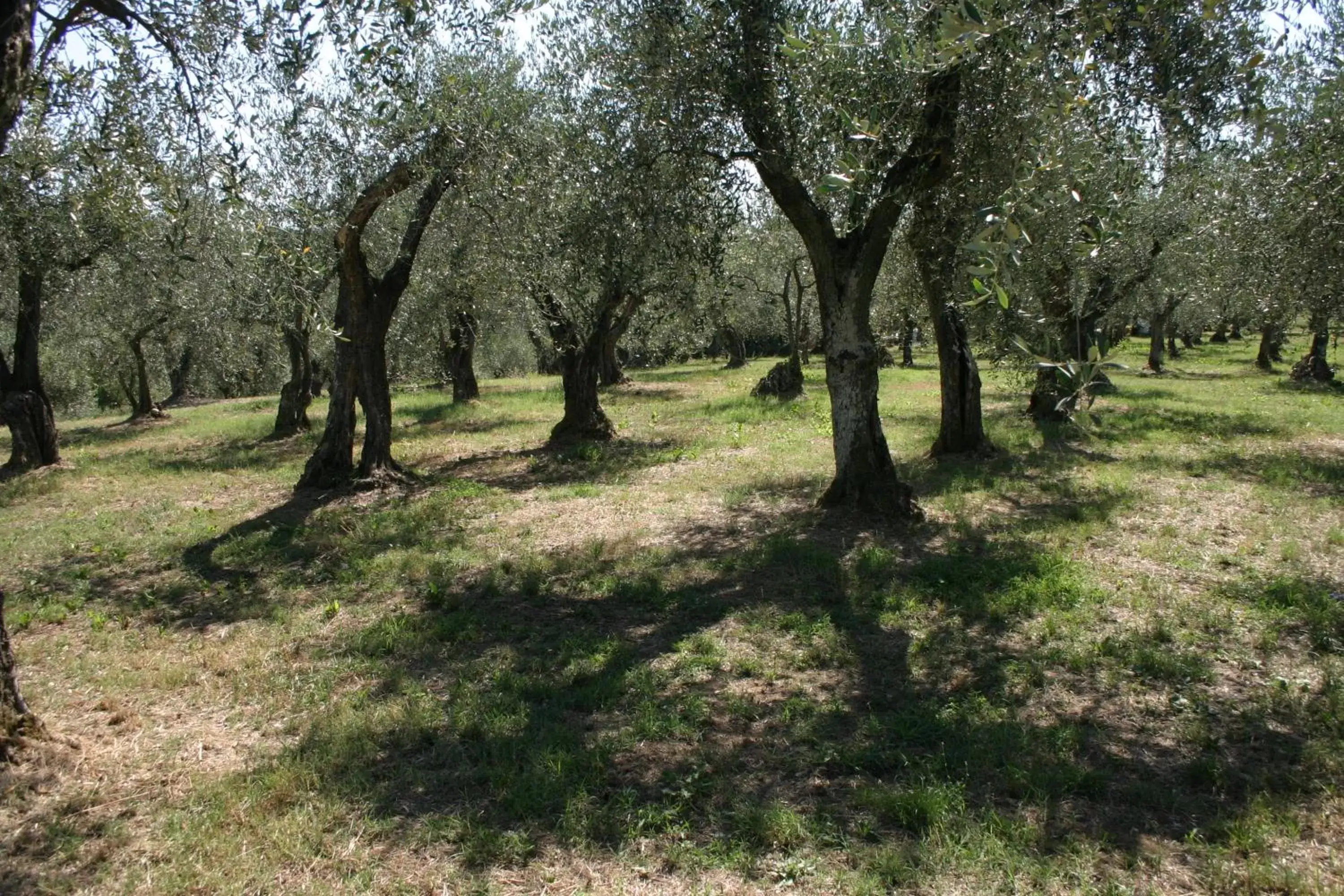 Garden view in Casa Fontanino