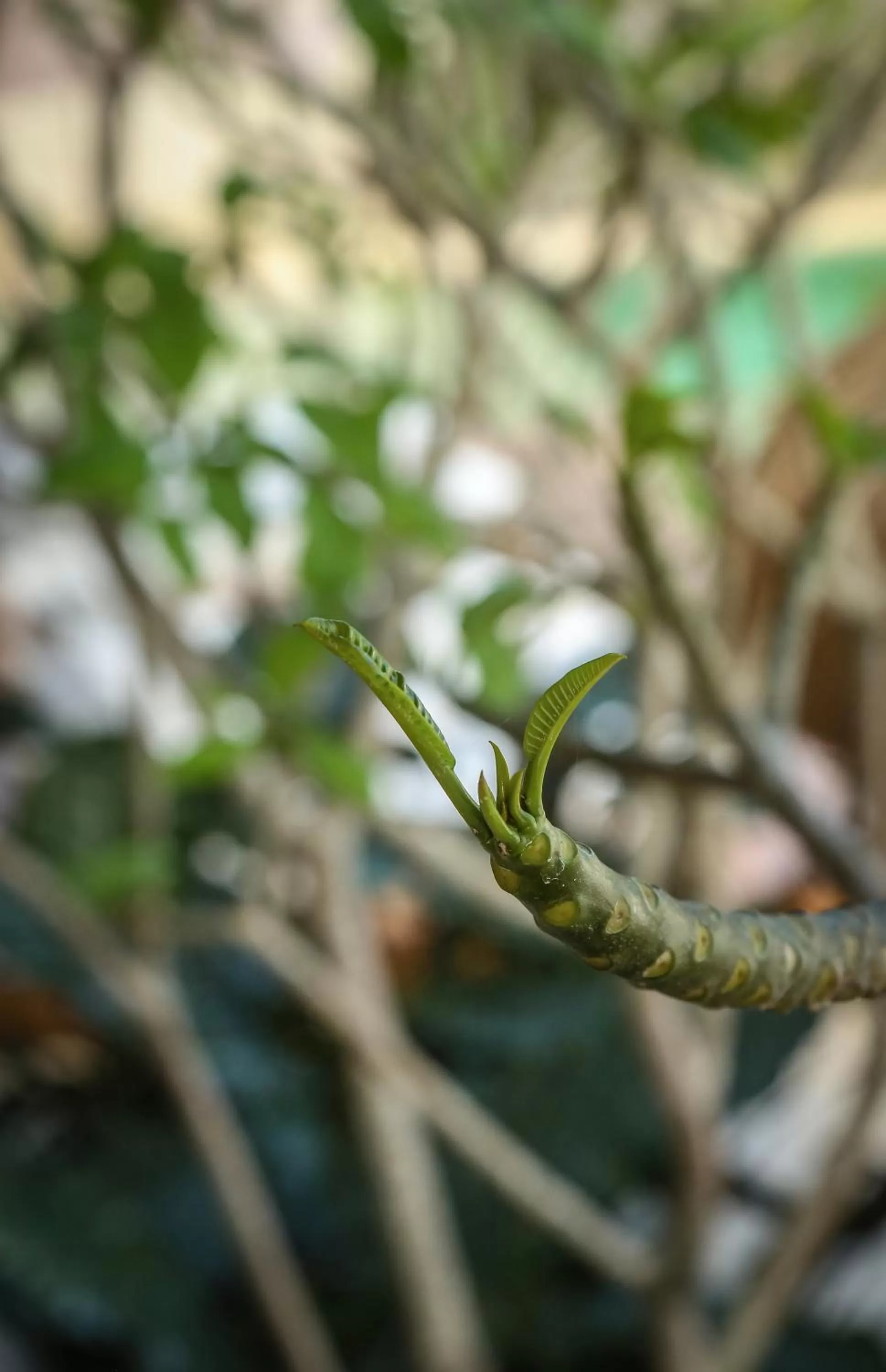 Garden in AGAM Hotel Boutique Bacalar - Adults Only