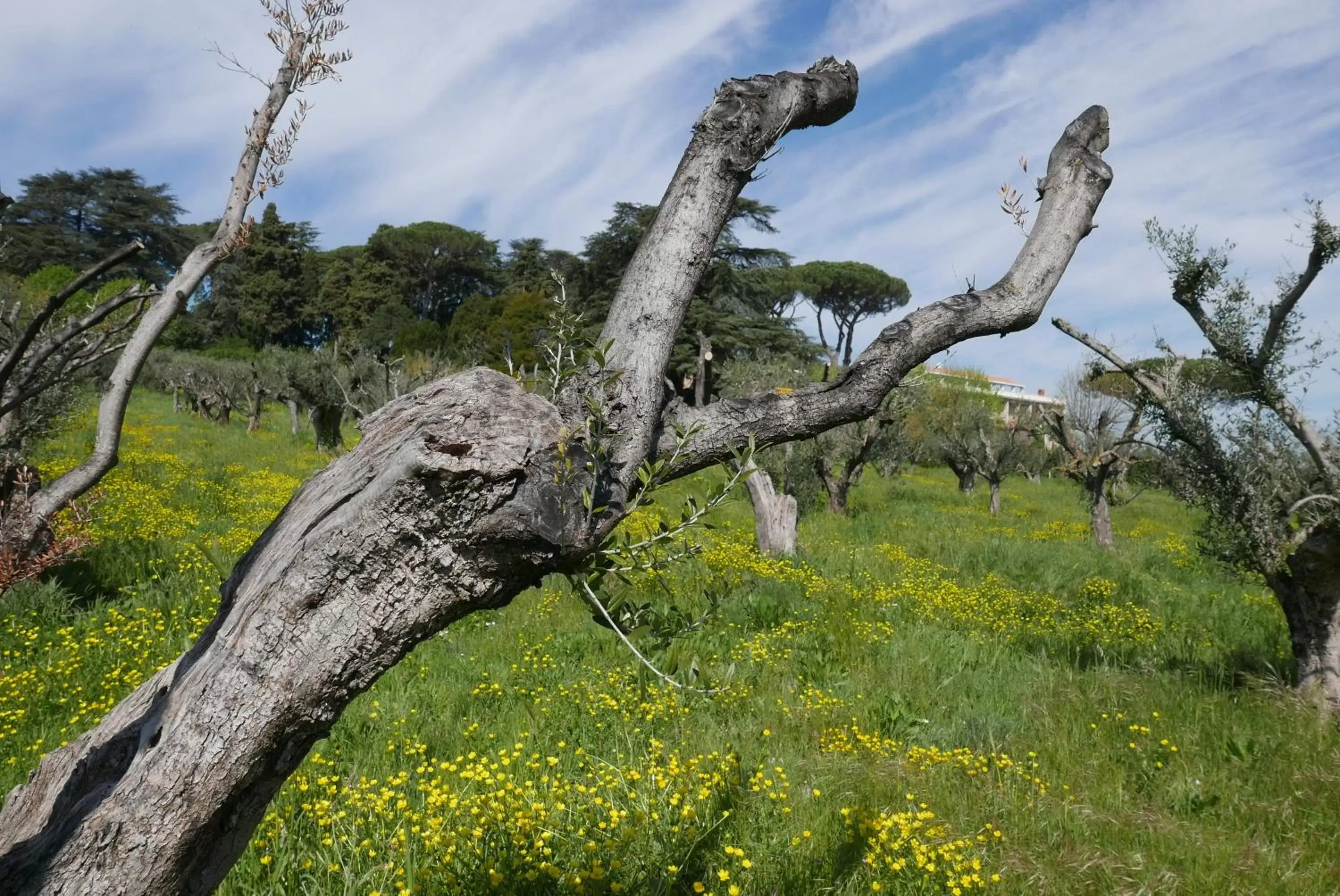 Natural landscape, Other Animals in Villa Cavalletti Appartamenti