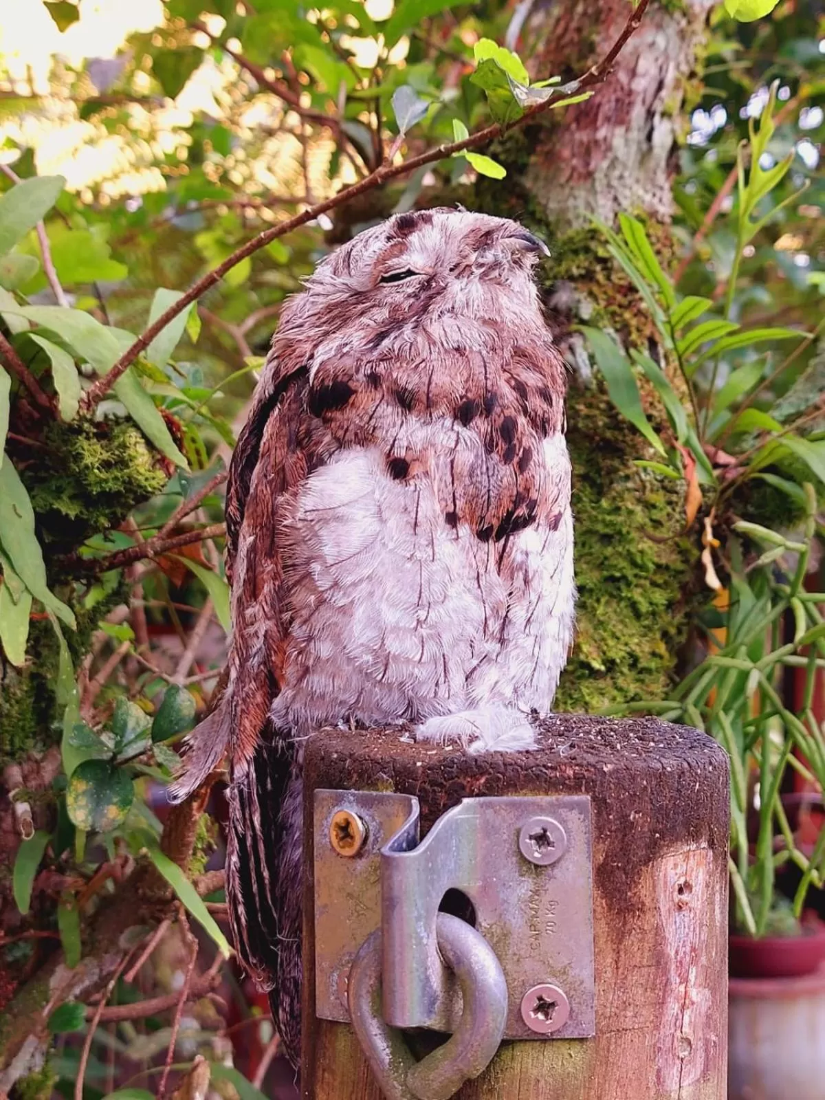 Animals in Pousada Capim Melado